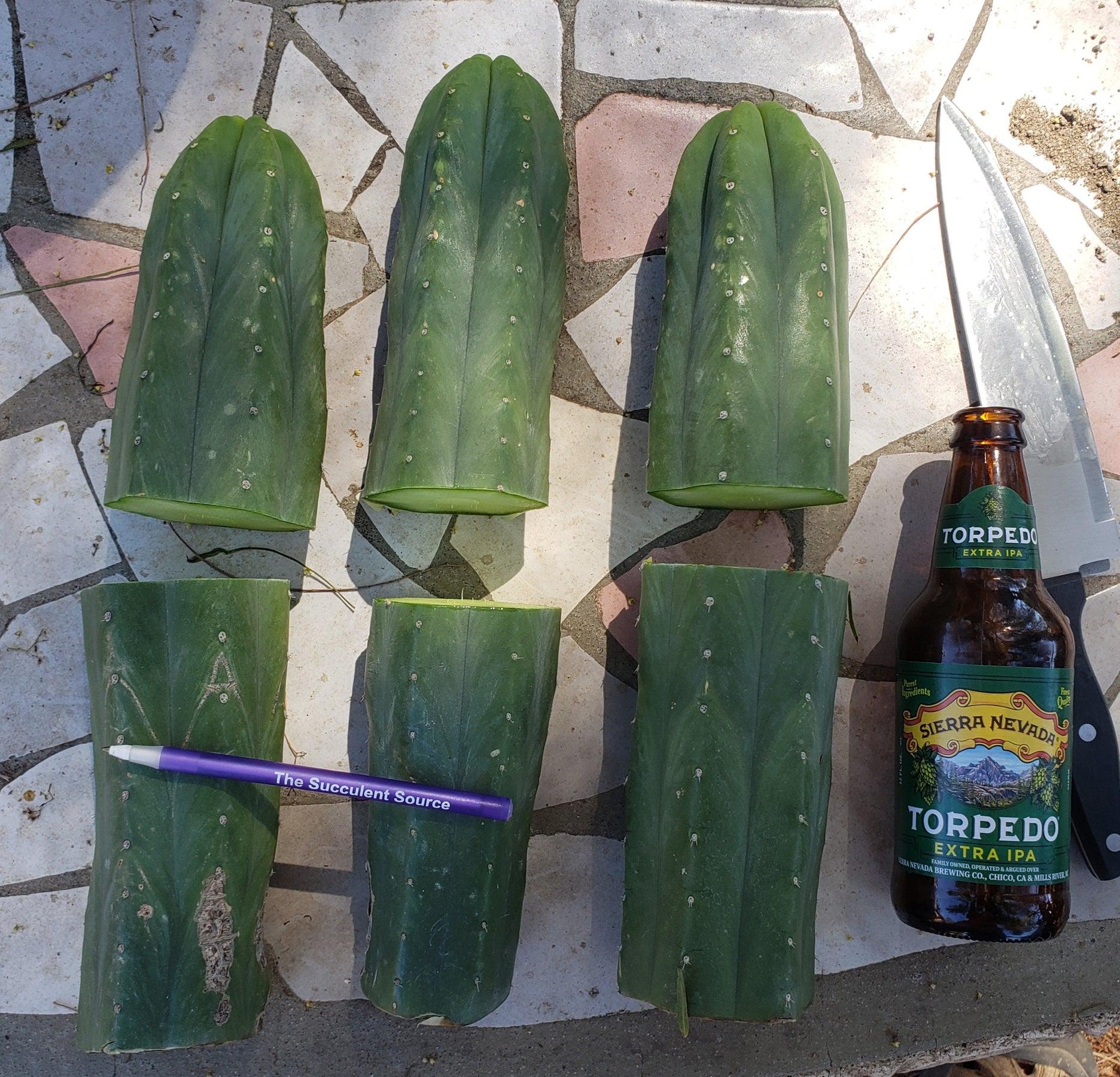 #EC06 Exact Trichocereus Pachanoi Jiimz Juul Cactus CUTTINGS 10-12"-Cactus - Large - Exact-The Succulent Source