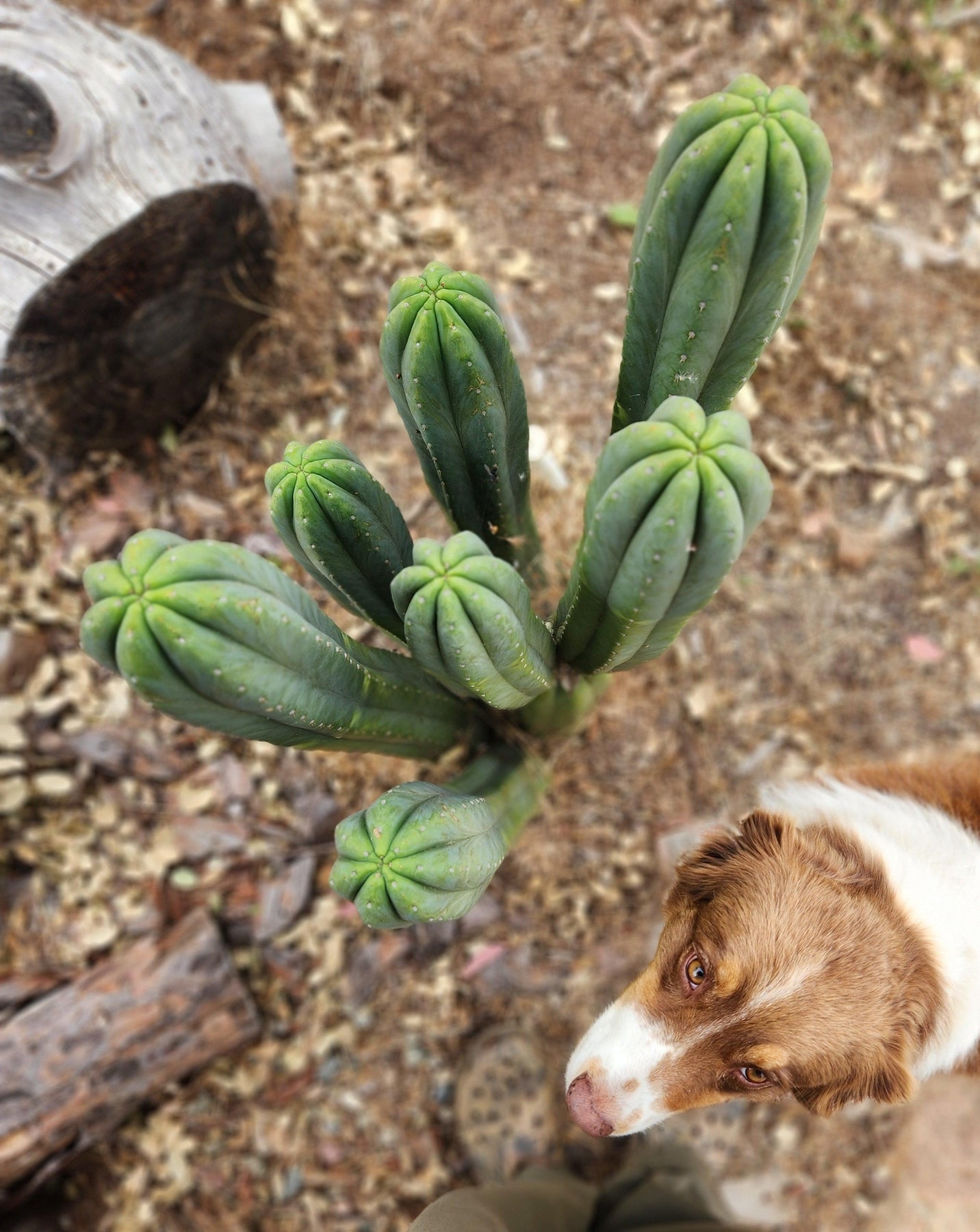 #EC06 Exact Trichocereus Pachanoi Jiimz Juul Cactus CUTTINGS and Potted 6-12"-Cactus - Large - Exact-The Succulent Source