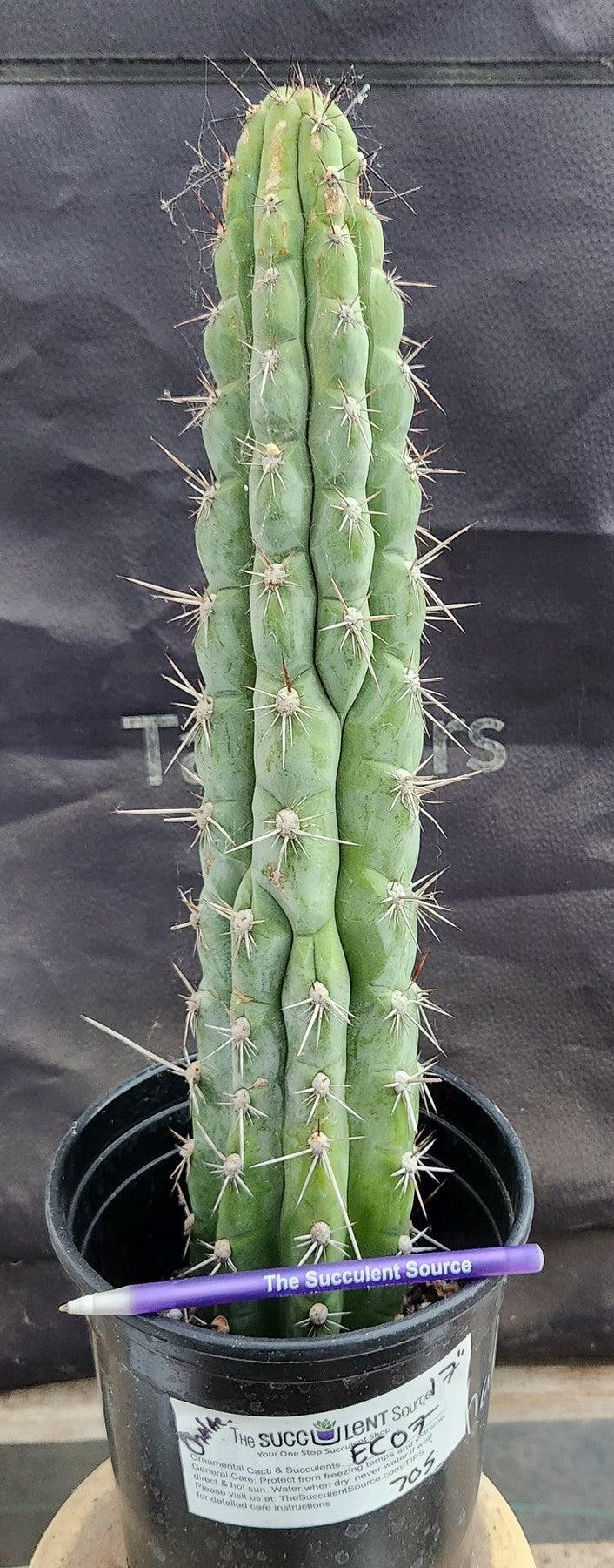 #EC07 EXACT Trichocereus Chalaensis Cactus 17"-Cactus - Large - Exact-The Succulent Source
