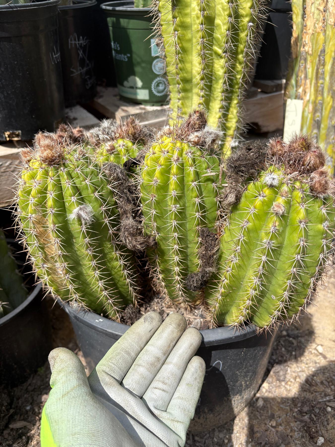 #EC08 EXACT Trichocereus Grandiflorus hybrid SunFlower Cactus Cutting 5-6”-Cactus - Large - Exact-The Succulent Source