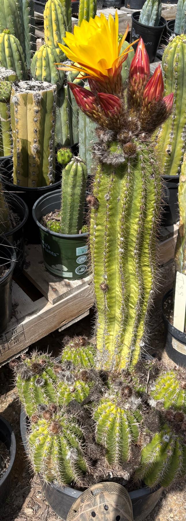 #EC08 EXACT Trichocereus Grandiflorus hybrid SunFlower Cactus Cutting 5-6”-Cactus - Large - Exact-The Succulent Source