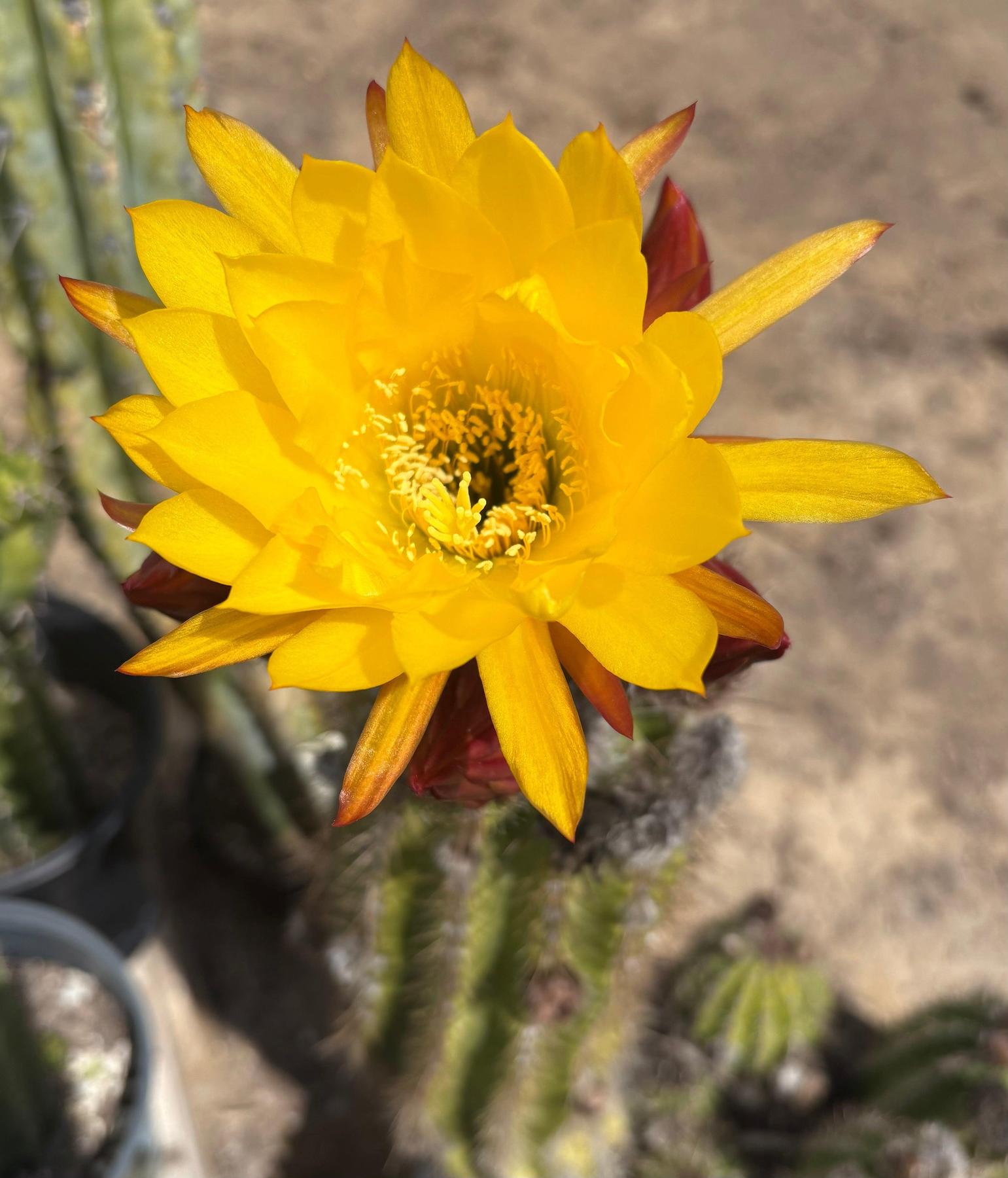 #EC08 EXACT Trichocereus Grandiflorus hybrid SunFlower Cactus Cutting 5-6”-Cactus - Large - Exact-The Succulent Source