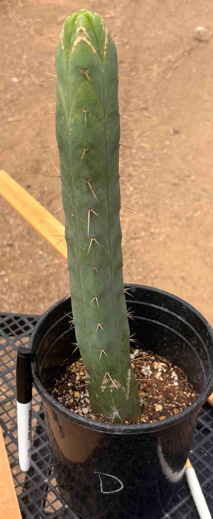 #EC09 EXACT Trichocereus "Jiimz" Bridgesii 4 Rib Wind Cactus Specimens-Cactus - Large - Exact-The Succulent Source