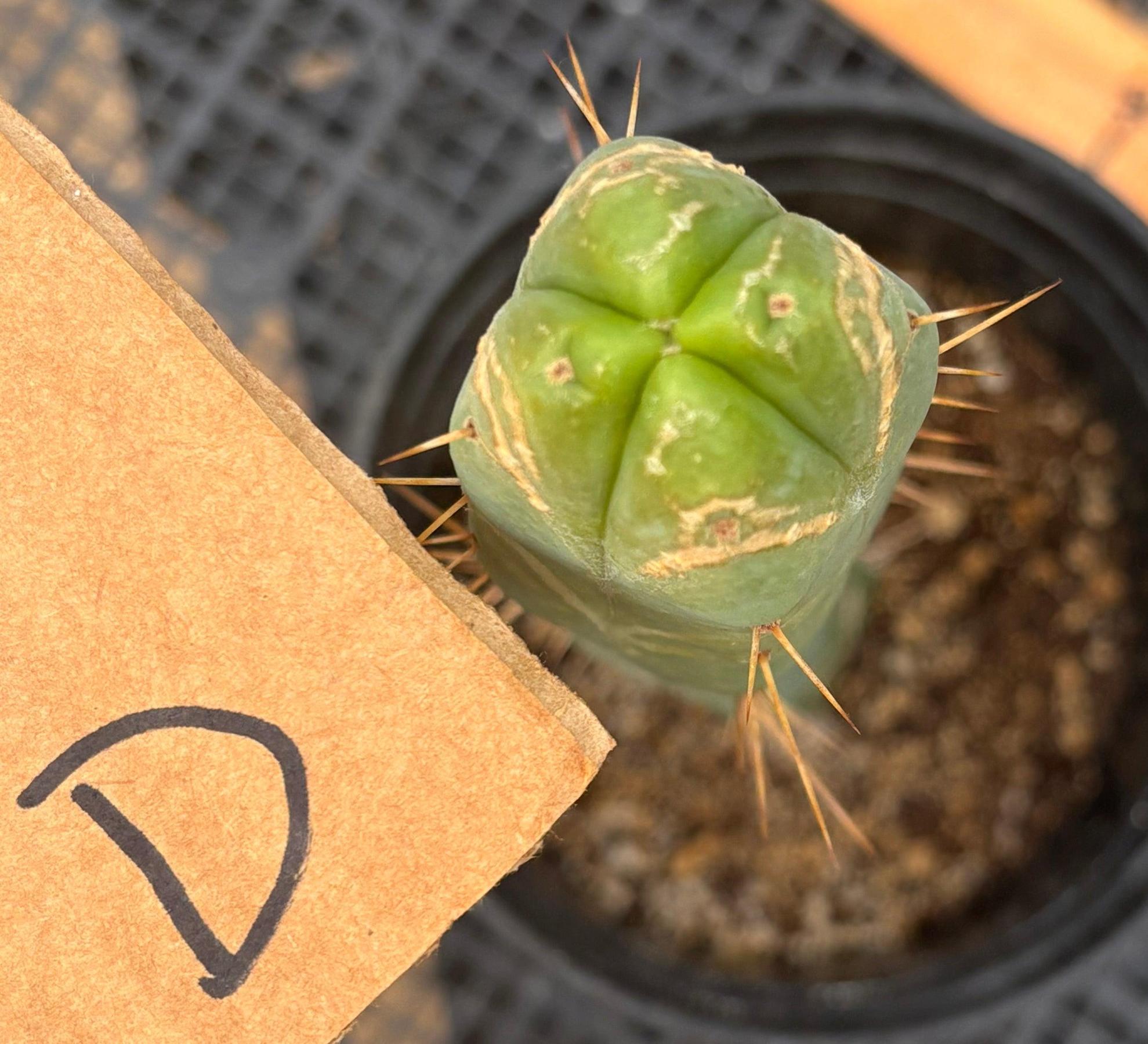 #EC09 EXACT Trichocereus "Jiimz" Bridgesii 4 Rib Wind Cactus Specimens-Cactus - Large - Exact-The Succulent Source