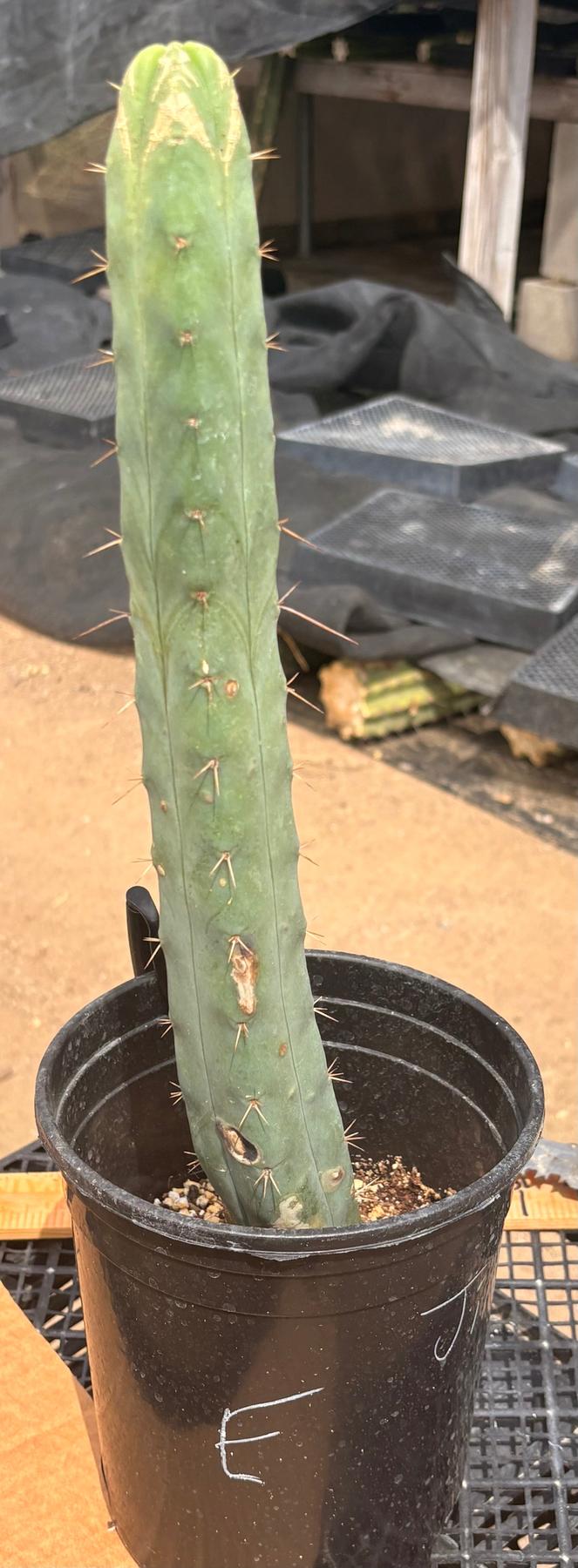 #EC09 EXACT Trichocereus "Jiimz" Bridgesii 4 Rib Wind Cactus Specimens-Cactus - Large - Exact-The Succulent Source