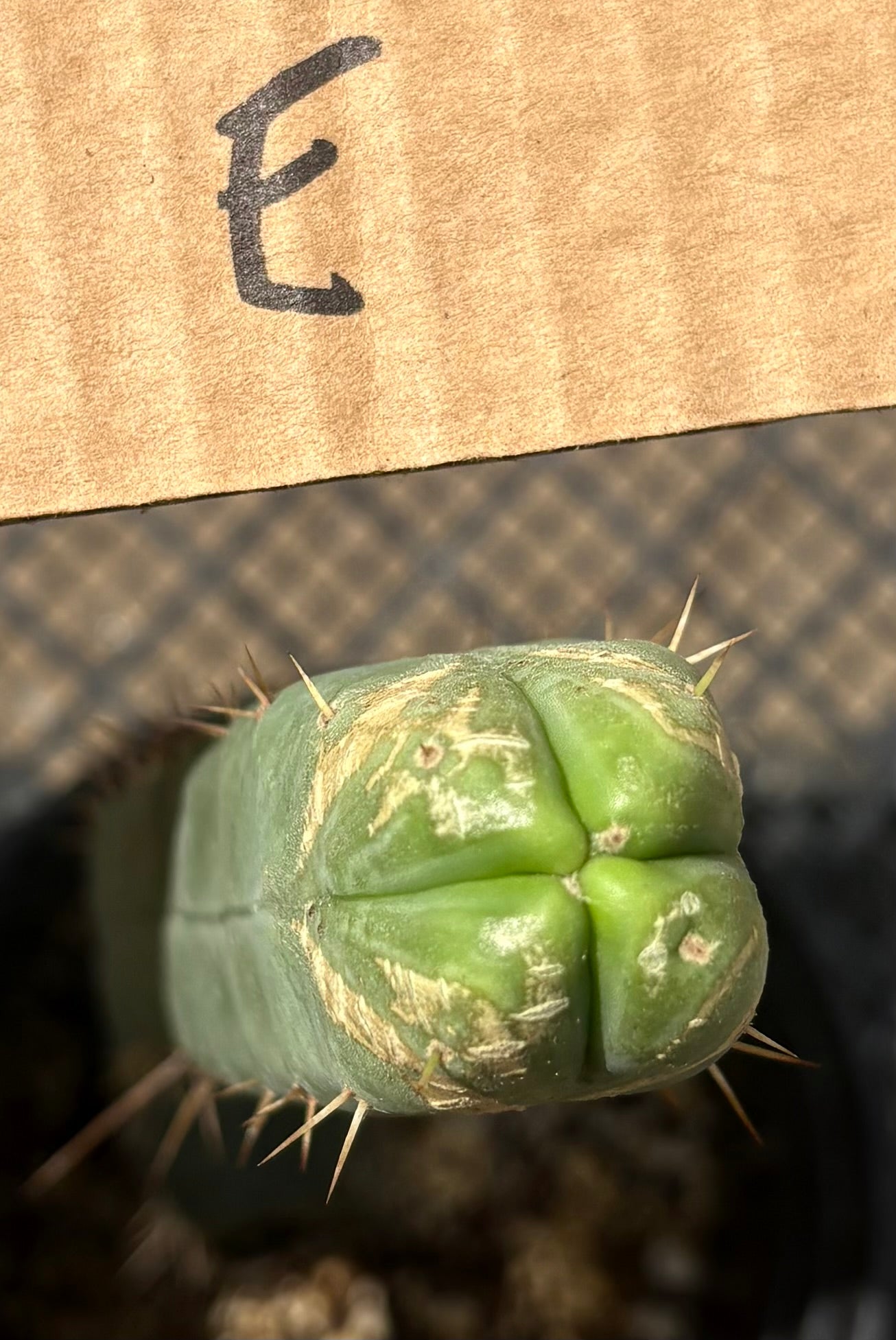 #EC09 EXACT Trichocereus "Jiimz" Bridgesii 4 Rib Wind Cactus Specimens-Cactus - Large - Exact-The Succulent Source