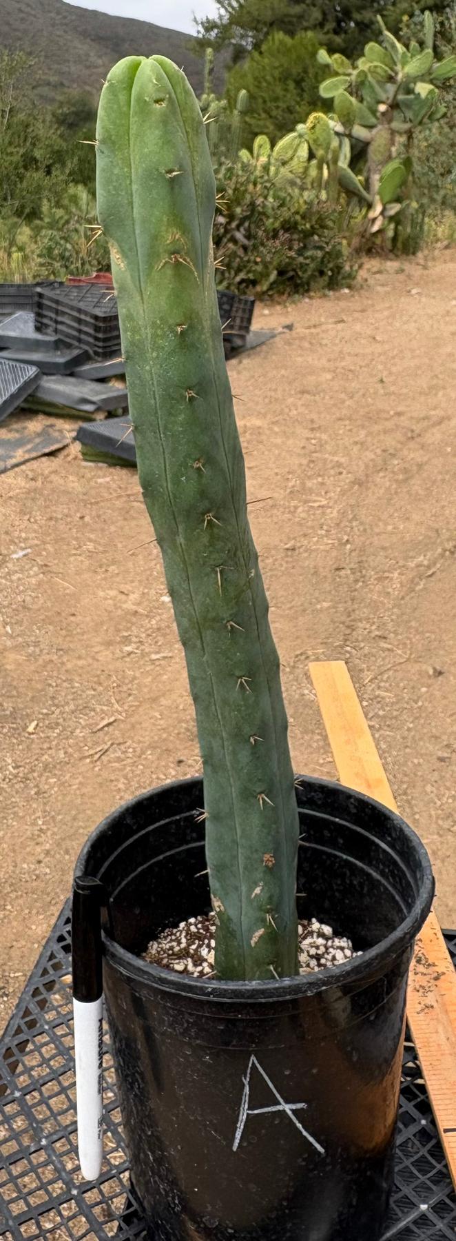 #EC09 EXACT Trichocereus "Jiimz" Bridgesii 4 Rib Wind Cactus Specimens-Cactus - Large - Exact-The Succulent Source