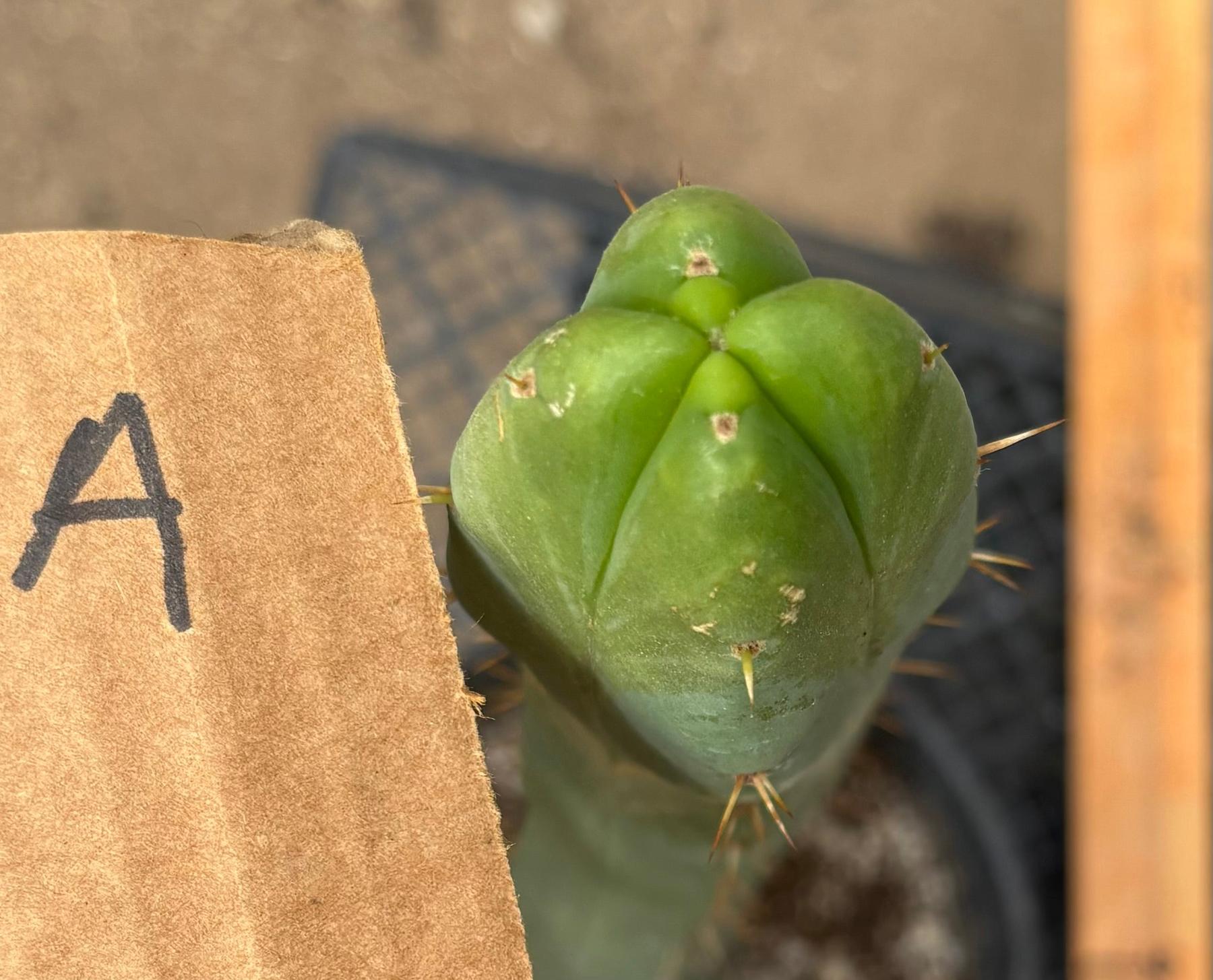 #EC09 EXACT Trichocereus "Jiimz" Bridgesii 4 Rib Wind Cactus Specimens-Cactus - Large - Exact-The Succulent Source