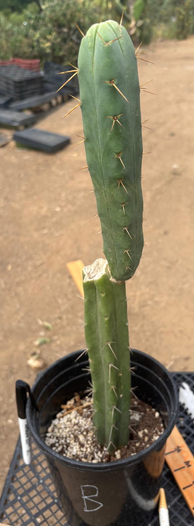 #EC09 EXACT Trichocereus "Jiimz" Bridgesii 4 Rib Wind Cactus Specimens-Cactus - Large - Exact-The Succulent Source