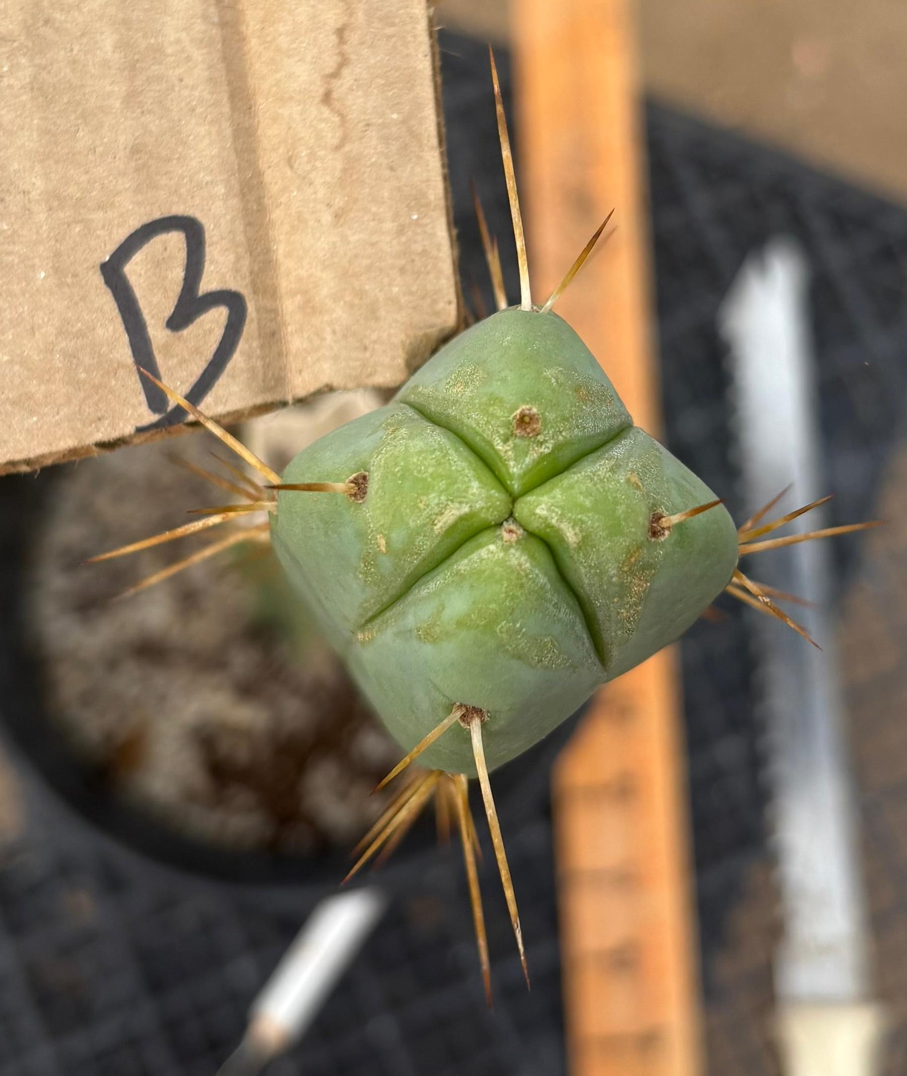 #EC09 EXACT Trichocereus "Jiimz" Bridgesii 4 Rib Wind Cactus Specimens-Cactus - Large - Exact-The Succulent Source