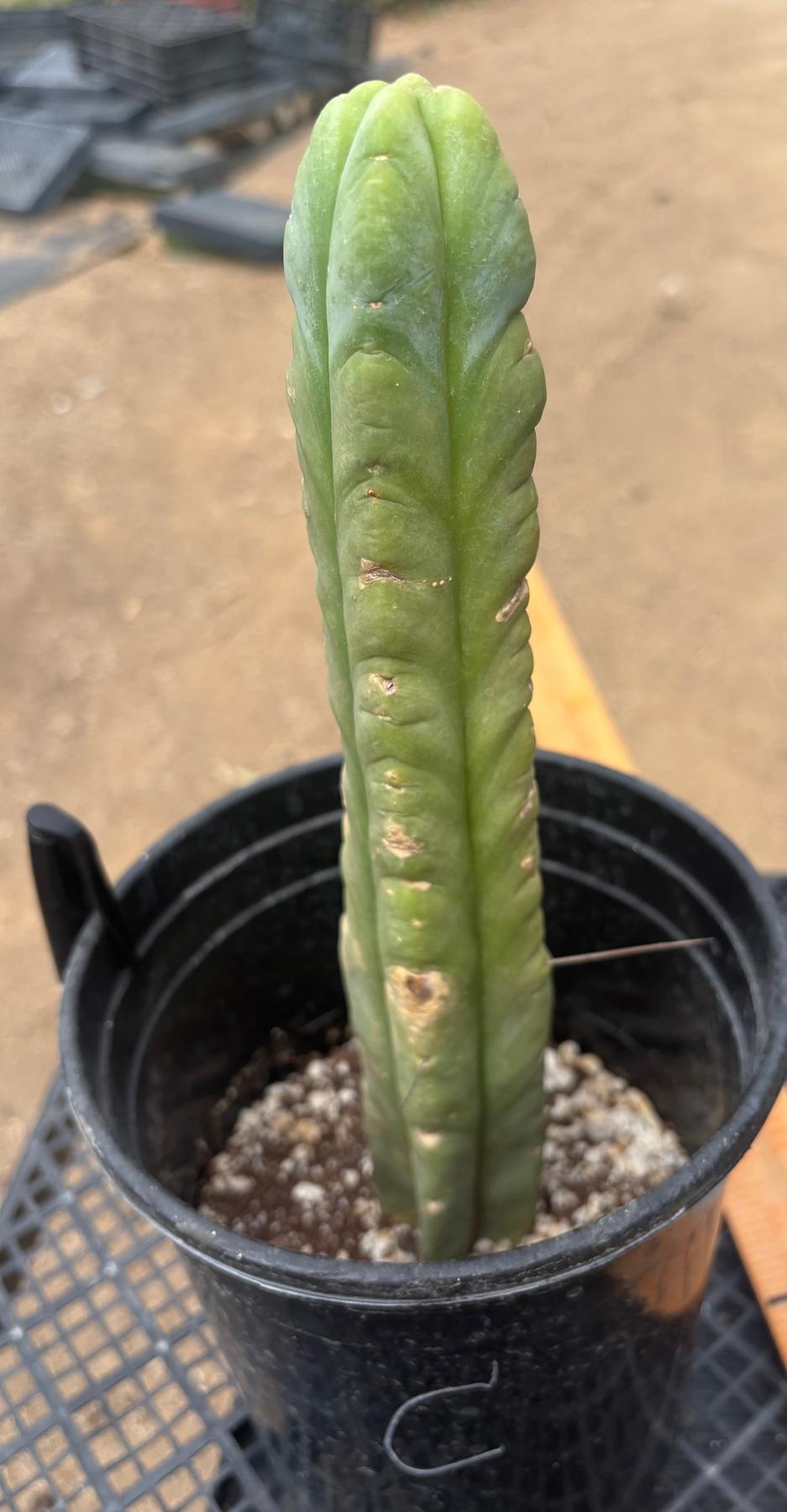 #EC09 EXACT Trichocereus "Jiimz" Bridgesii 4 Rib Wind Cactus Specimens-Cactus - Large - Exact-The Succulent Source