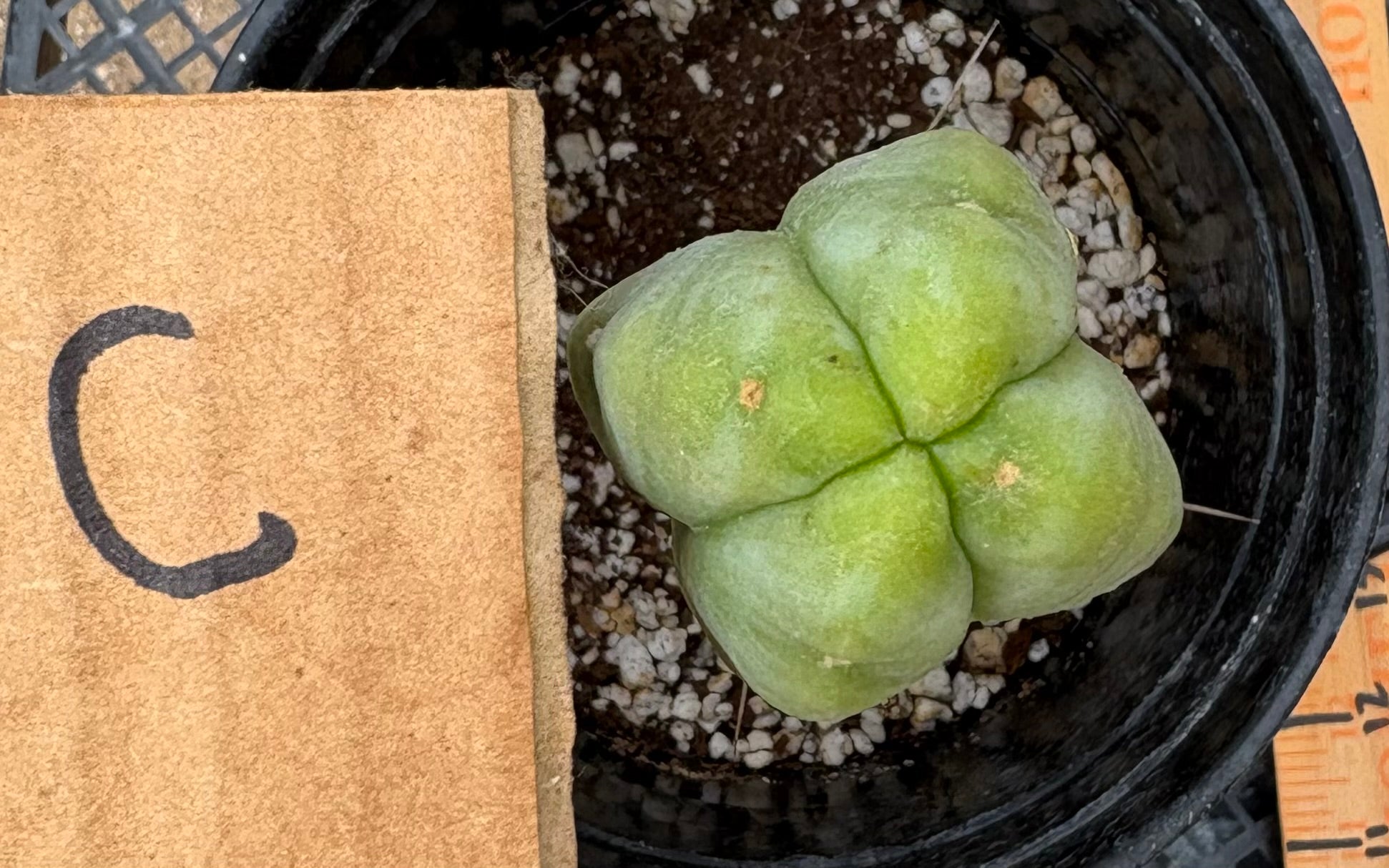 #EC09 EXACT Trichocereus "Jiimz" Bridgesii 4 Rib Wind Cactus Specimens-Cactus - Large - Exact-The Succulent Source