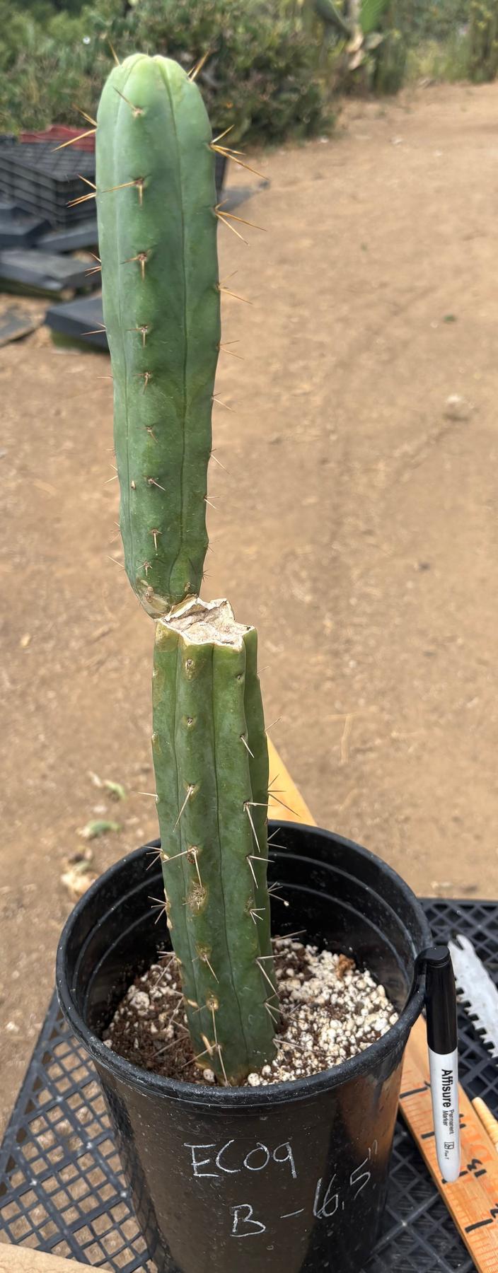 #EC09 EXACT Trichocereus "Jiimz" Bridgesii 4 Rib Wind Cactus Specimens-Cactus - Large - Exact-The Succulent Source