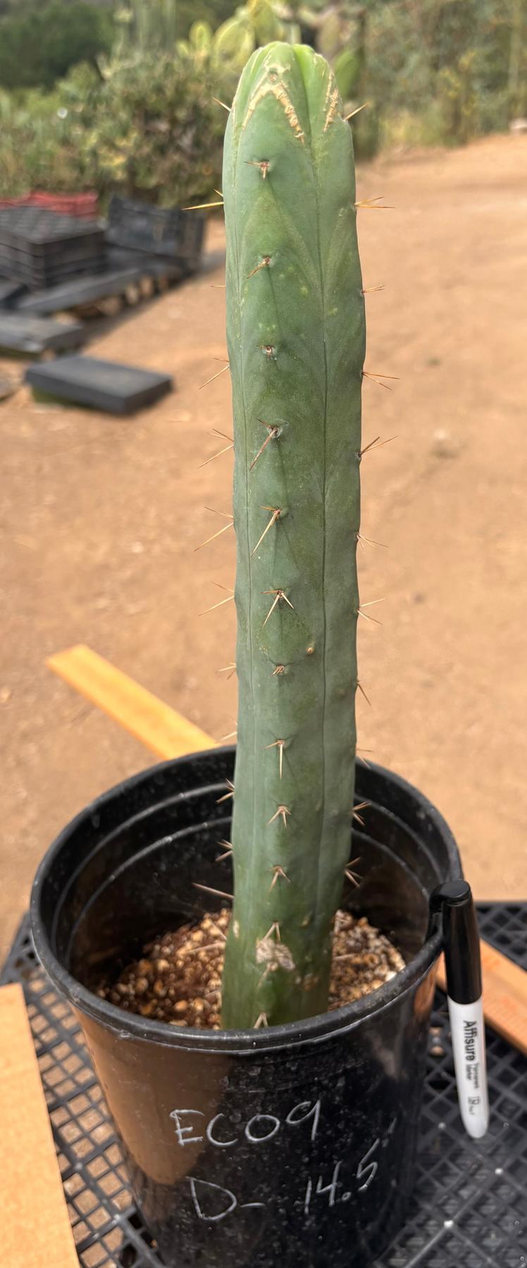 #EC09 EXACT Trichocereus "Jiimz" Bridgesii 4 Rib Wind Cactus Specimens-Cactus - Large - Exact-The Succulent Source