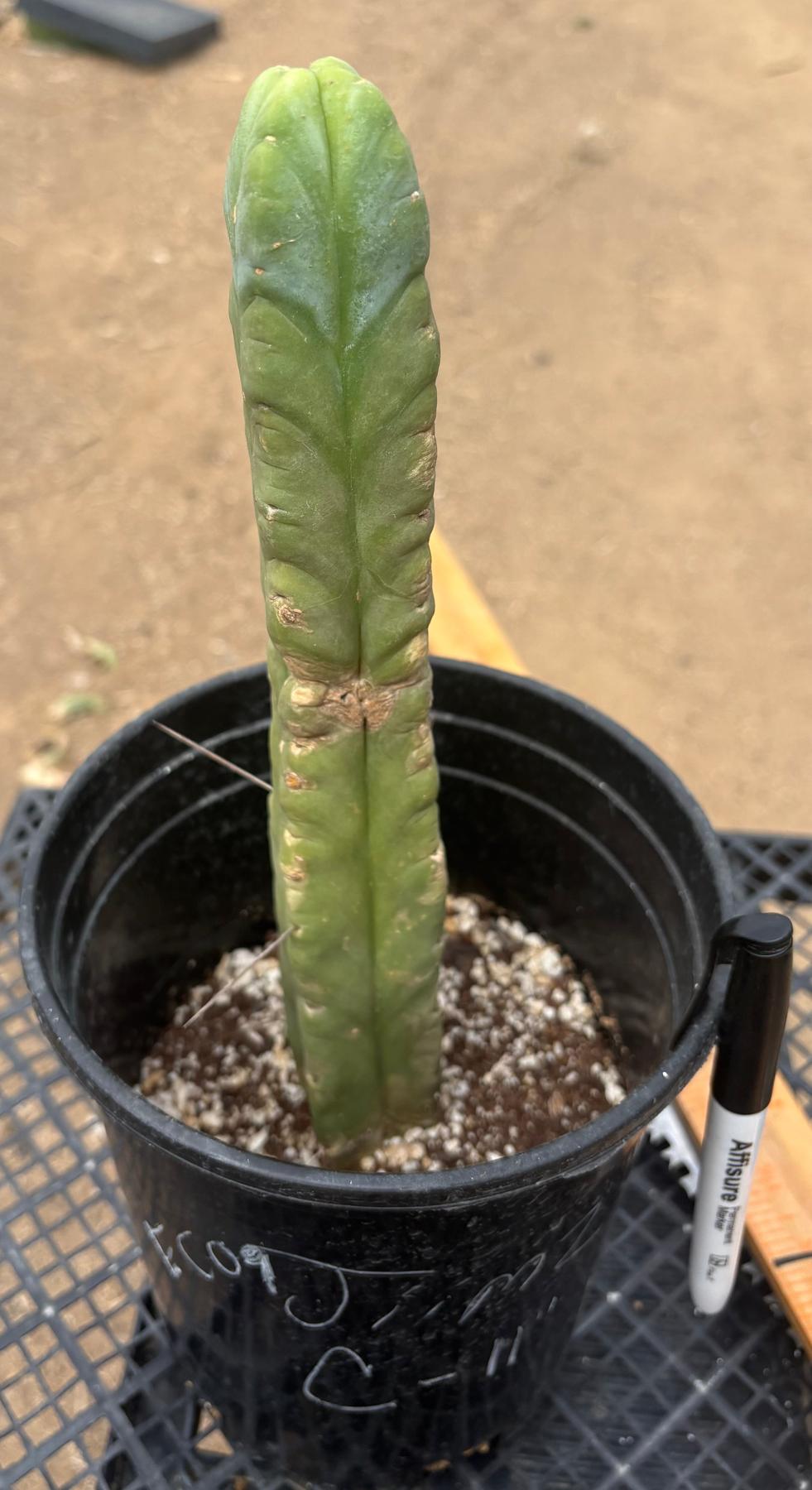 #EC09 EXACT Trichocereus "Jiimz" Bridgesii 4 Rib Wind Cactus Specimens-Cactus - Large - Exact-The Succulent Source