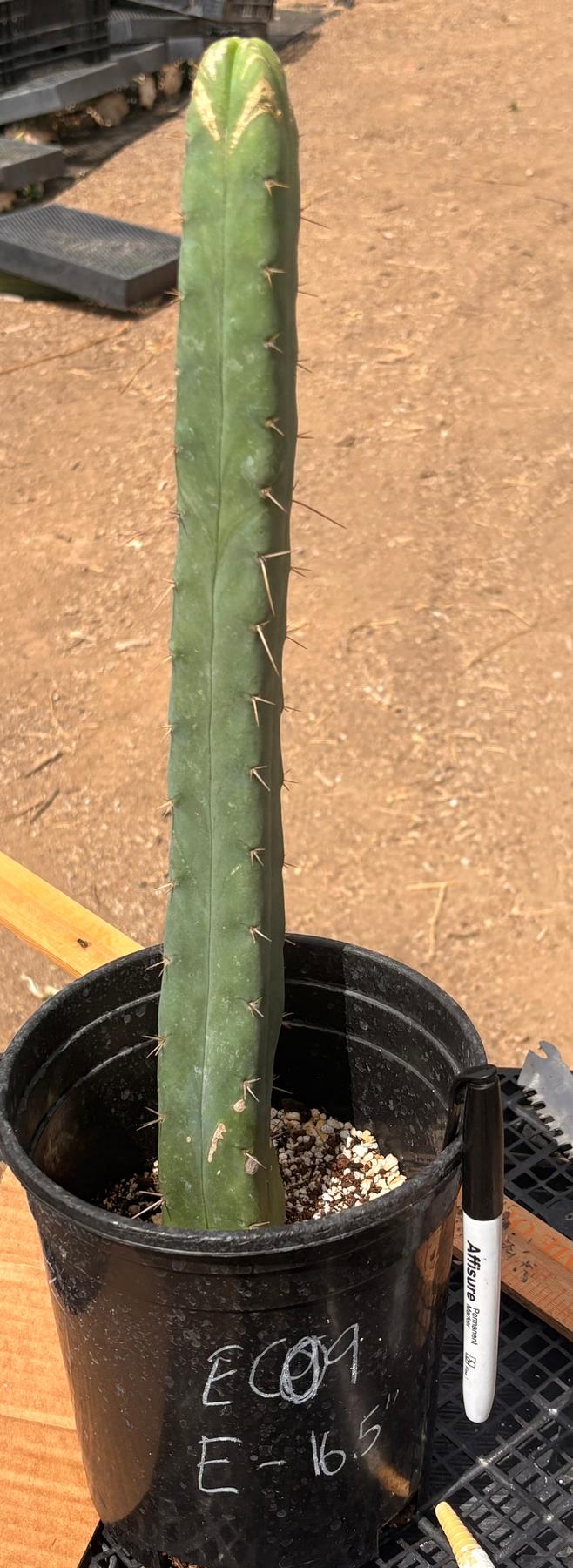 #EC09 EXACT Trichocereus "Jiimz" Bridgesii 4 Rib Wind Cactus Specimens-Cactus - Large - Exact-The Succulent Source