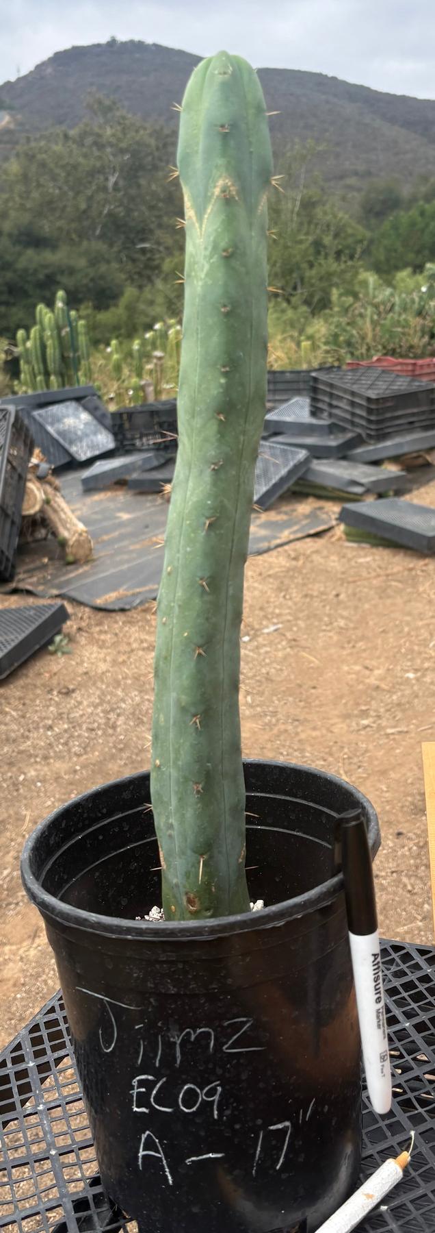 #EC09 EXACT Trichocereus "Jiimz" Bridgesii 4 Rib Wind Cactus Specimens-Cactus - Large - Exact-The Succulent Source