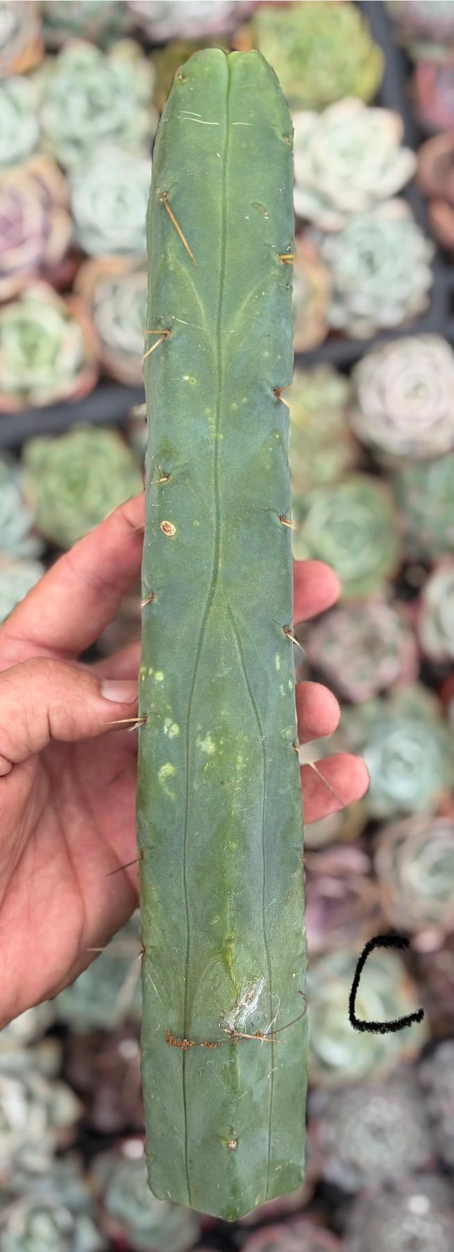 #EC09 Trichocereus "Jiimz” Four Rib Wind Bridgesii Cactus Specimens-Cactus - Large - Exact-The Succulent Source