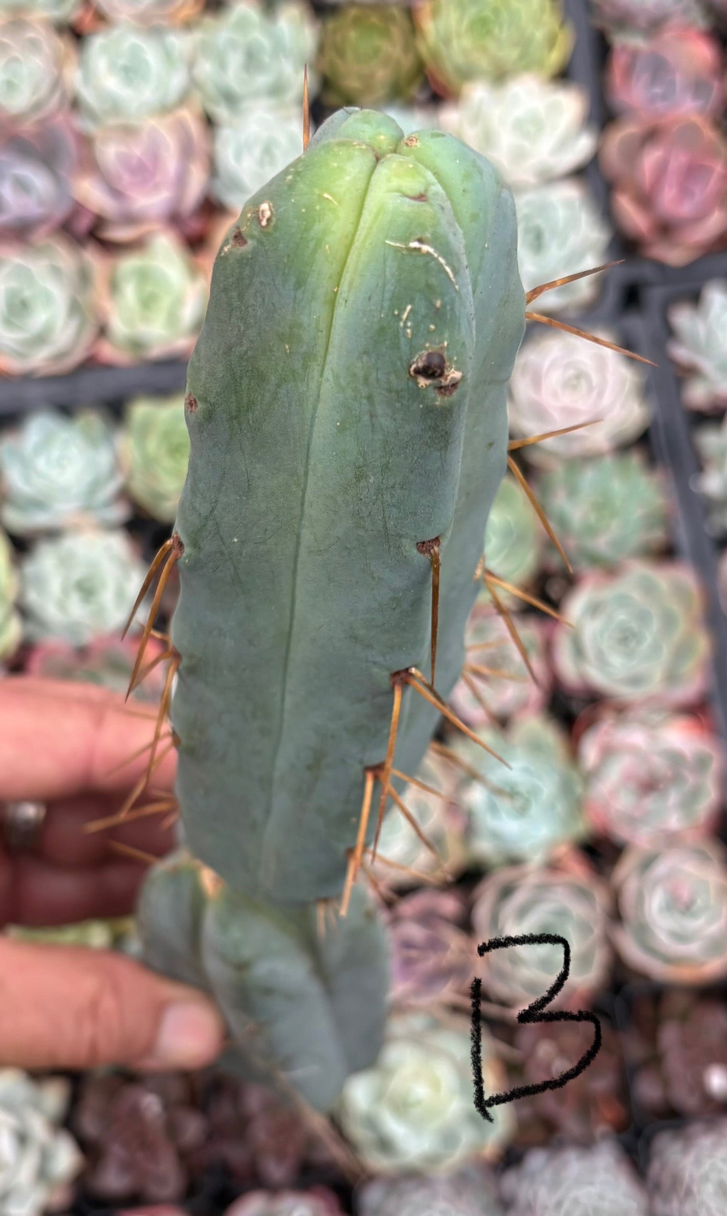 #EC09 Trichocereus "Jiimz” Four Rib Wind Bridgesii Cactus Specimens-Cactus - Large - Exact-The Succulent Source