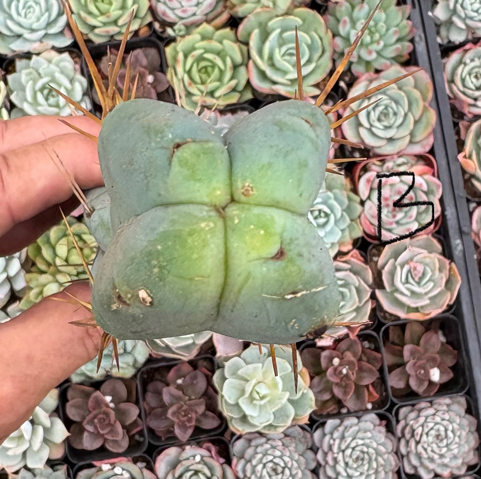 #EC09 Trichocereus "Jiimz” Four Rib Wind Bridgesii Cactus Specimens-Cactus - Large - Exact-The Succulent Source