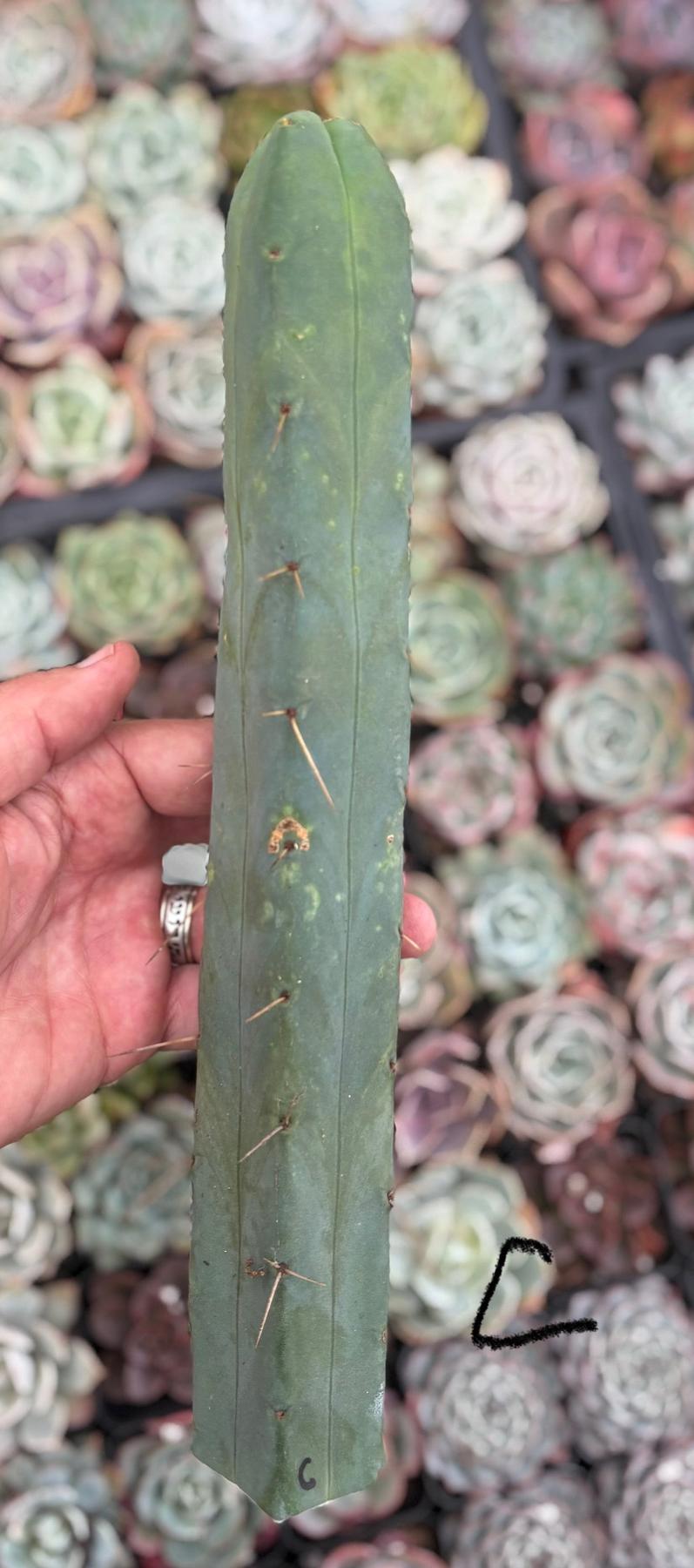 #EC09 Trichocereus "Jiimz” Four Rib Wind Bridgesii Cactus Specimens-Cactus - Large - Exact-The Succulent Source