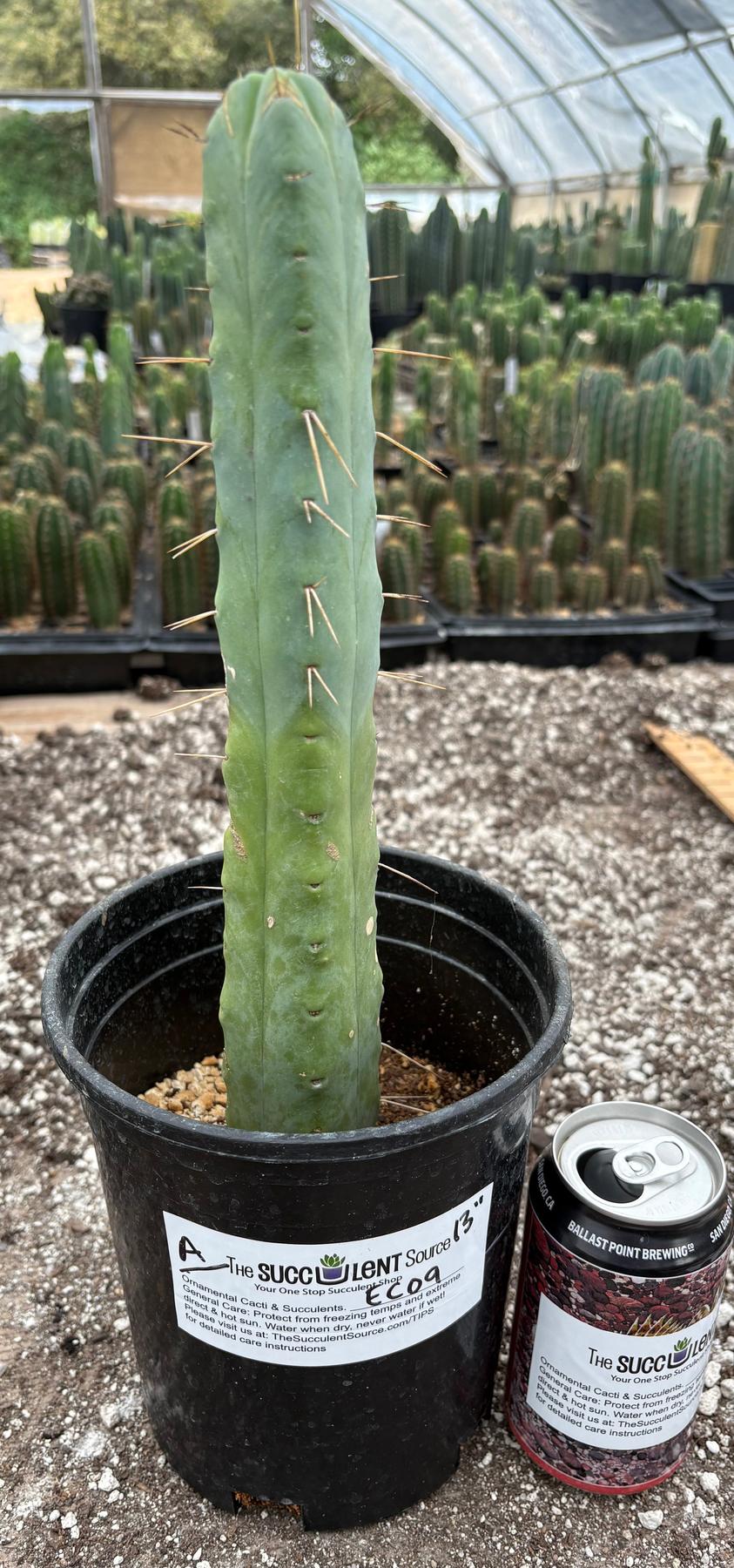 san pedro cactus temps #EC09 Trichocereus "Jiimz” Four Rib Wind Bridgesii Cactus Specimens