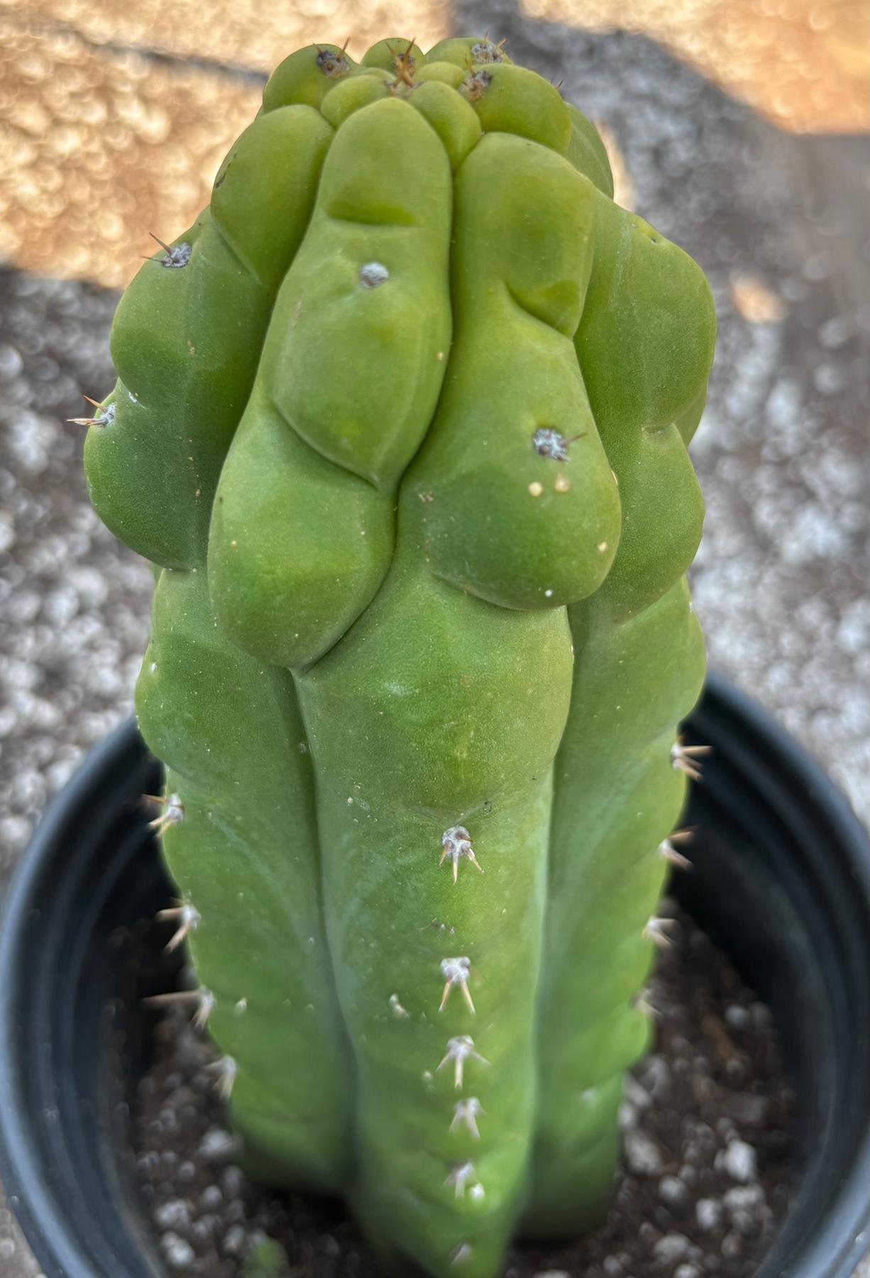 #EC10 EXACT Trichocereus Pachanoi Monstrose TPM Cactus 10"-Cactus - Large - Exact-The Succulent Source