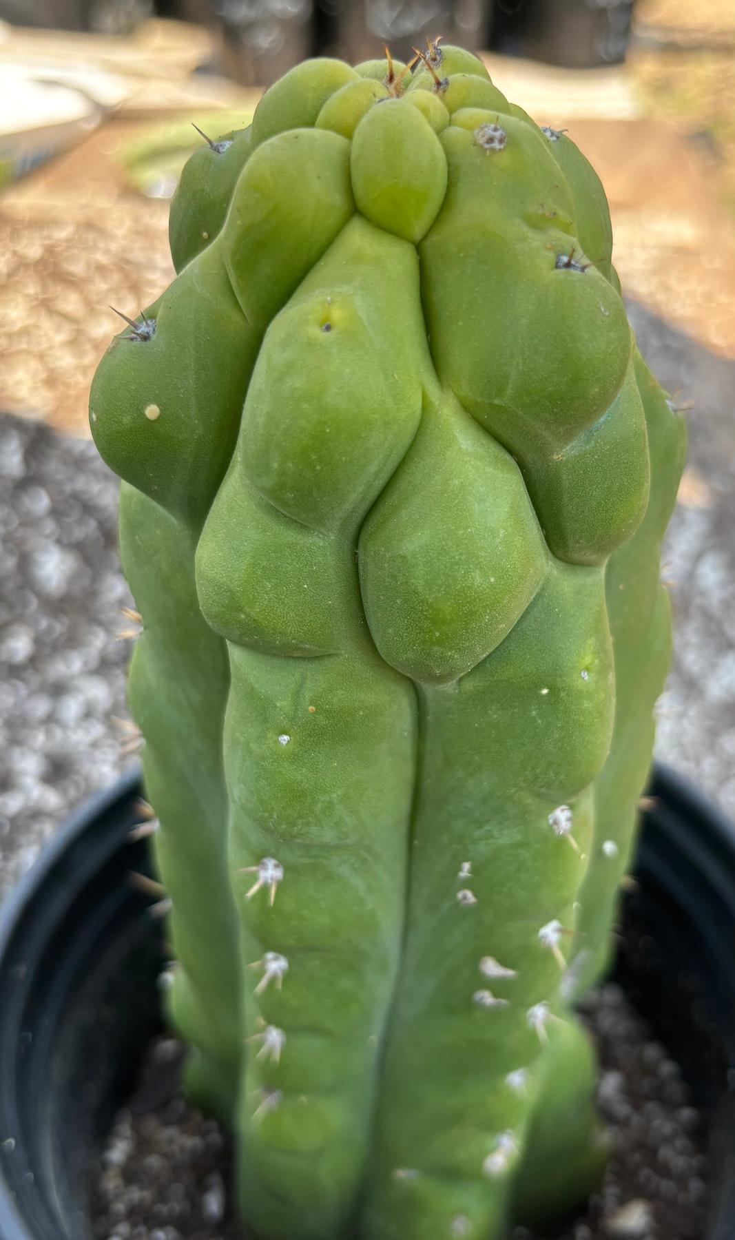 #EC10 EXACT Trichocereus Pachanoi Monstrose TPM Cactus 10"-Cactus - Large - Exact-The Succulent Source