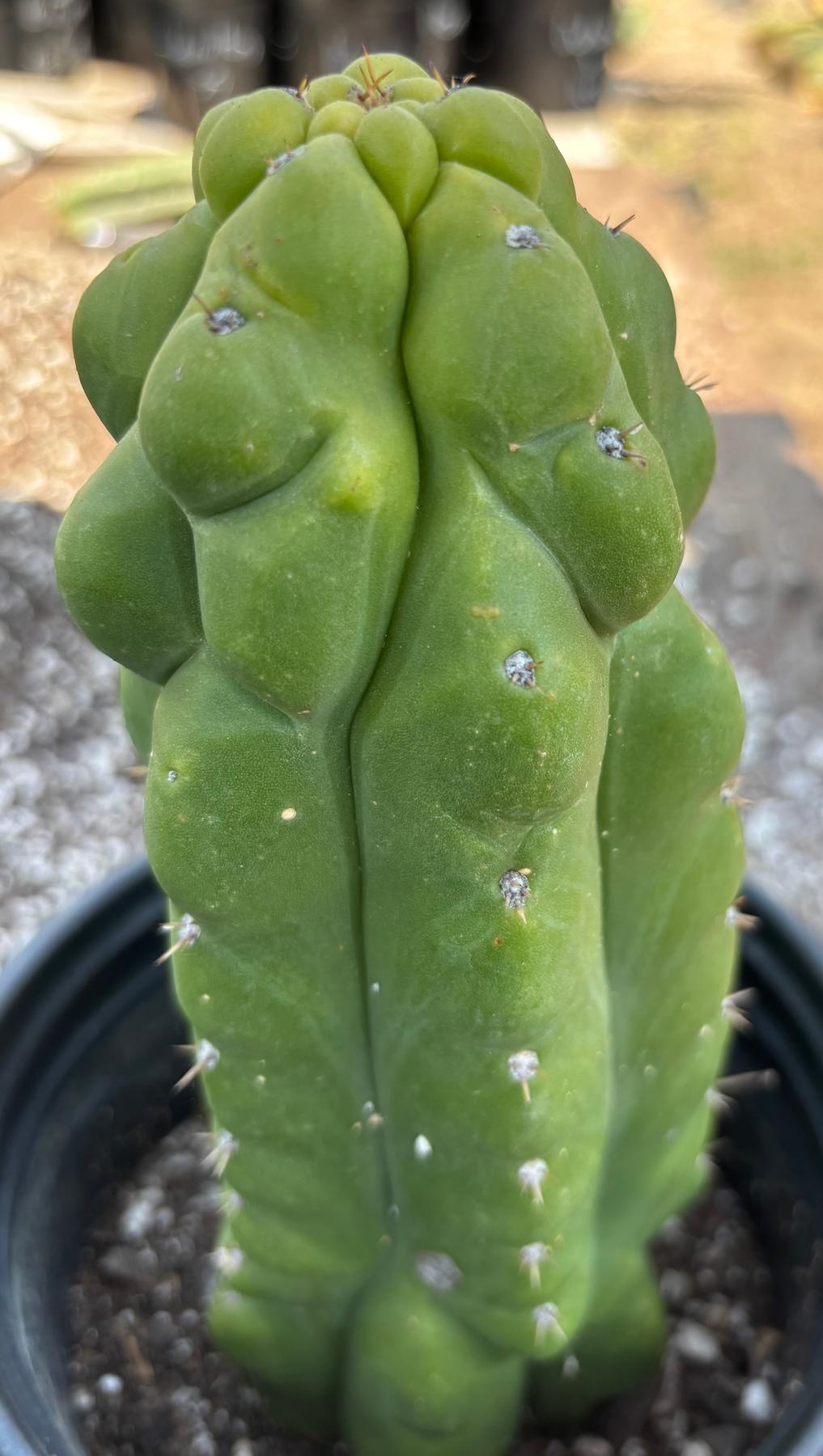 #EC10 EXACT Trichocereus Pachanoi Monstrose TPM Cactus 10"-Cactus - Large - Exact-The Succulent Source