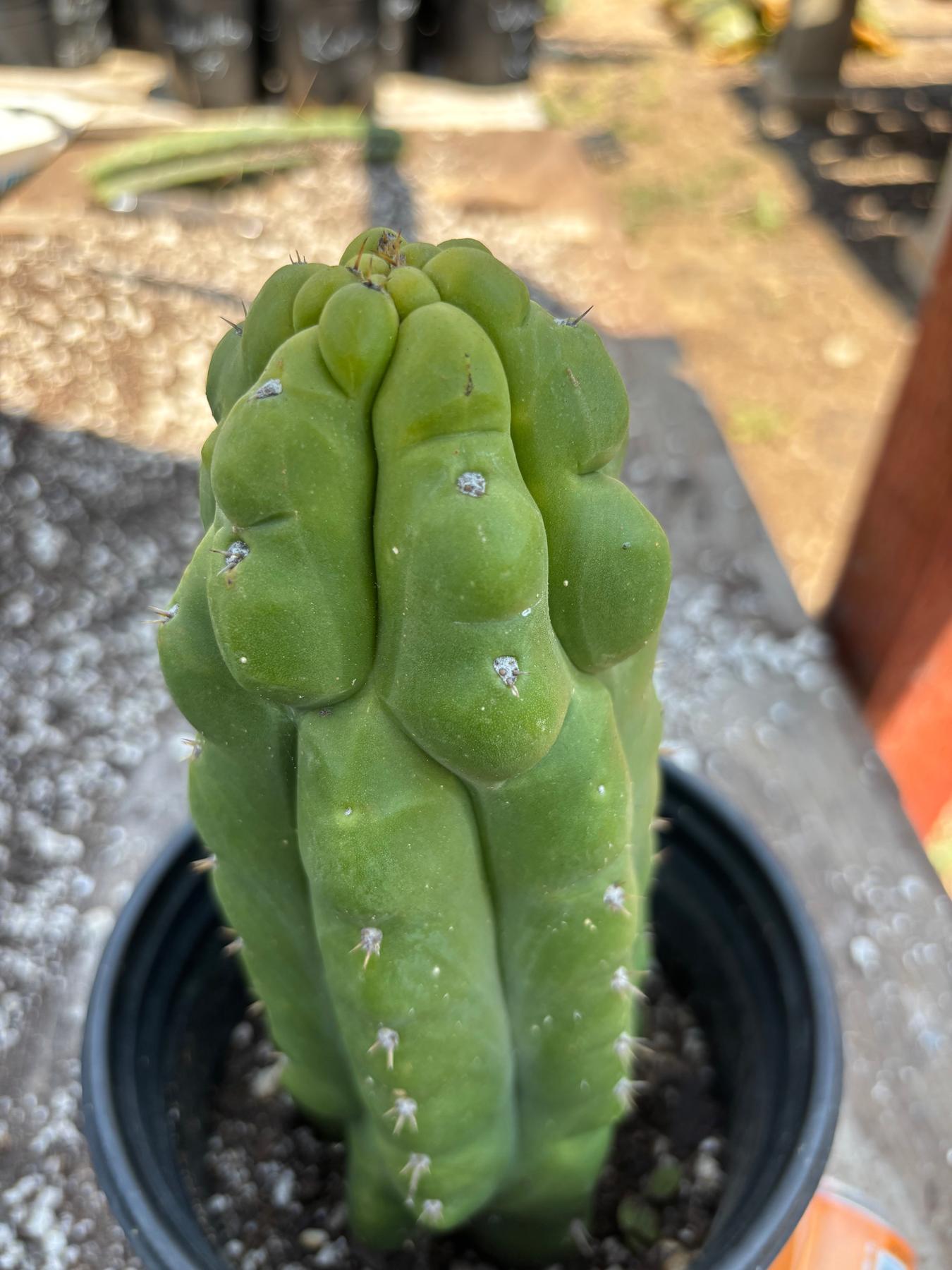 #EC10 EXACT Trichocereus Pachanoi Monstrose TPM Cactus 10"-Cactus - Large - Exact-The Succulent Source