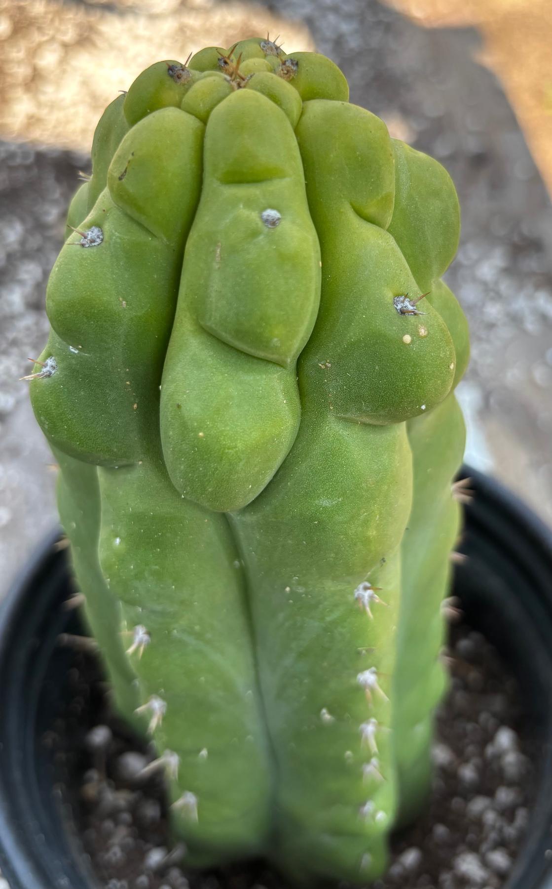 #EC10 EXACT Trichocereus Pachanoi Monstrose TPM Cactus 10"-Cactus - Large - Exact-The Succulent Source