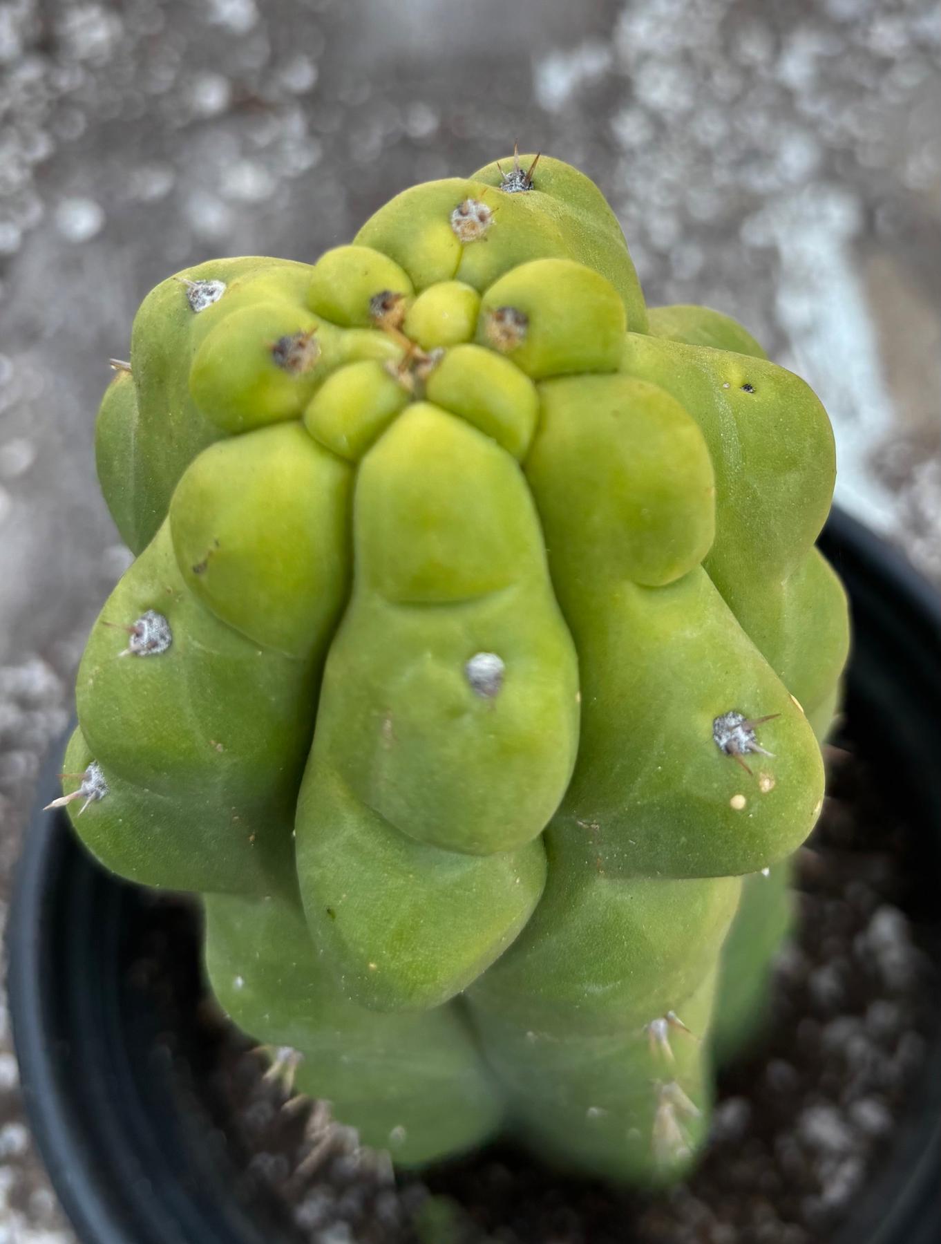 #EC10 EXACT Trichocereus Pachanoi Monstrose TPM Cactus 10"-Cactus - Large - Exact-The Succulent Source