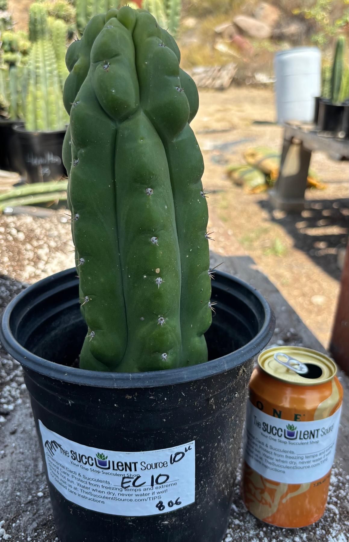 #EC10 EXACT Trichocereus Pachanoi Monstrose TPM Cactus 10"-Cactus - Large - Exact-The Succulent Source