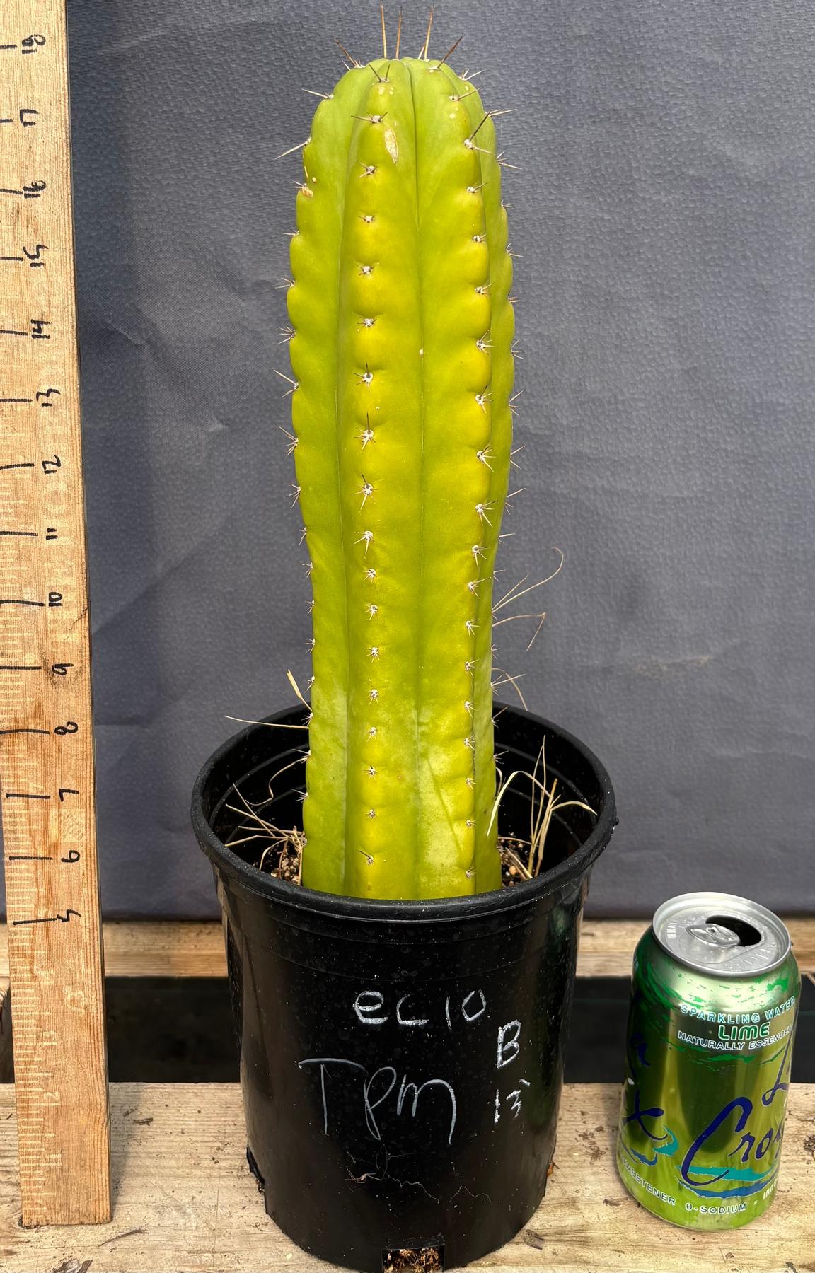 #EC10 EXACT Trichocereus Pachanoi Monstrose TPM Cactus 10"-Cactus - Large - Exact-The Succulent Source