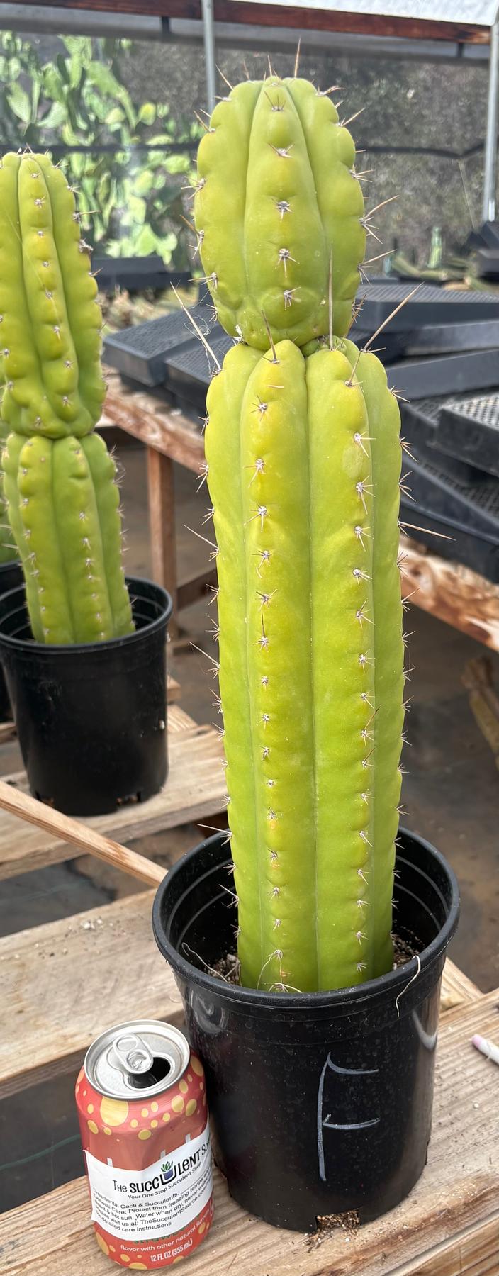 #EC10 EXACT Trichocereus Pachanoi Monstrose TPM Cactus Potted-Cactus - Large - Exact-The Succulent Source