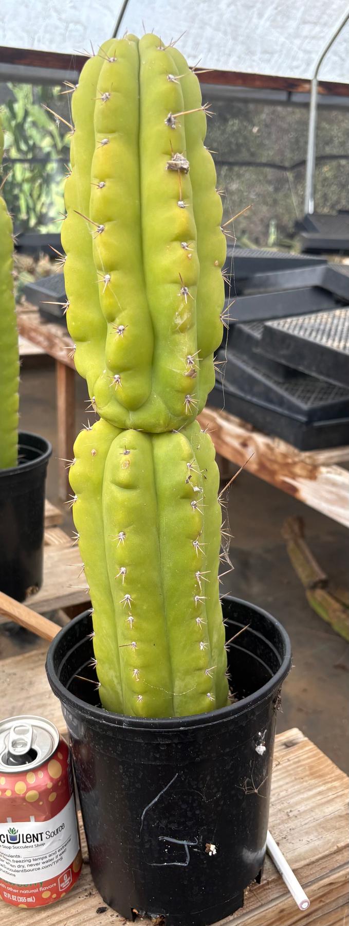 #EC10 EXACT Trichocereus Pachanoi Monstrose TPM Cactus Potted-Cactus - Large - Exact-The Succulent Source