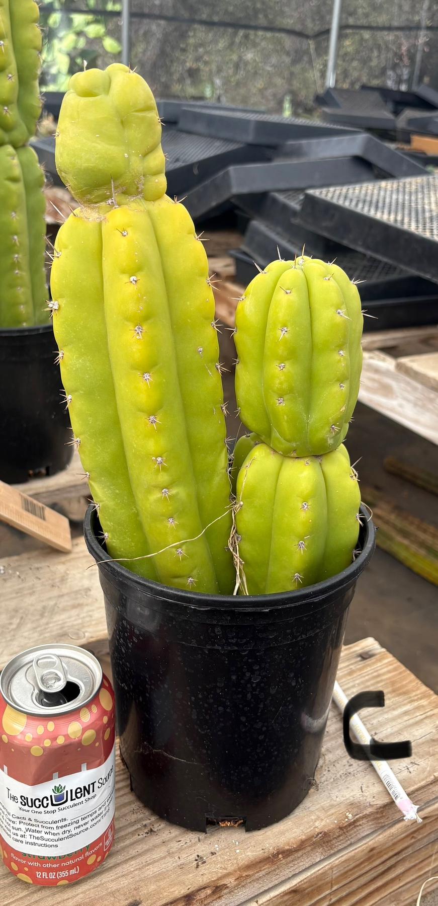 #EC10 EXACT Trichocereus Pachanoi Monstrose TPM Cactus Potted-Cactus - Large - Exact-The Succulent Source