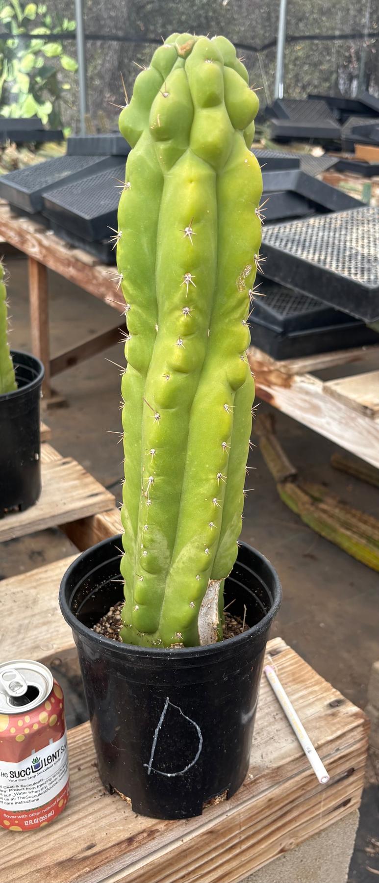 #EC10 EXACT Trichocereus Pachanoi Monstrose TPM Cactus Potted-Cactus - Large - Exact-The Succulent Source