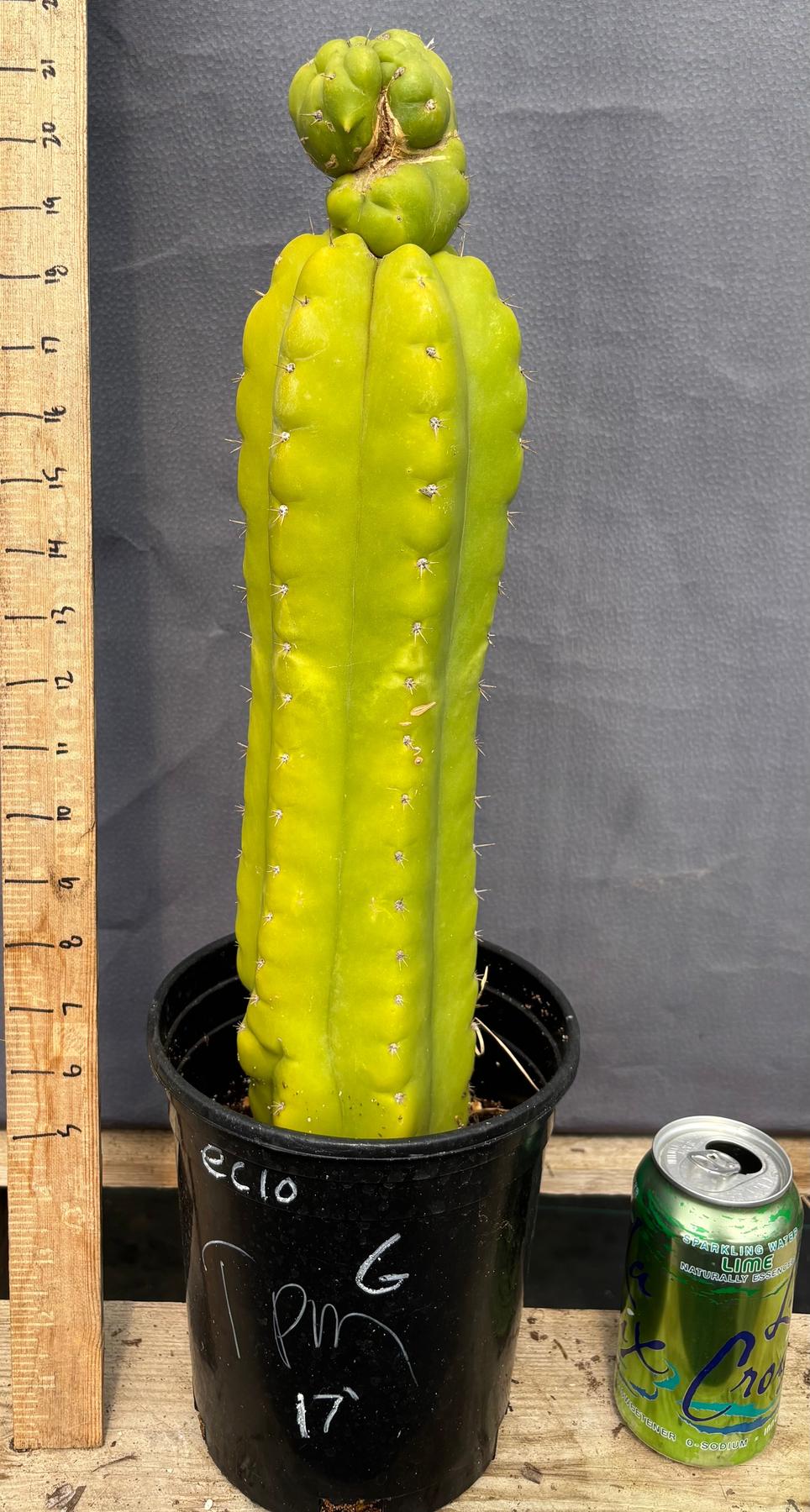 is san pedro cactus the same as peyote #EC10 EXACT Trichocereus Pachanoi Monstrose TPM Cactus Potted