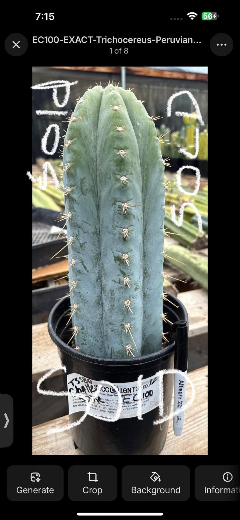 #EC100 EXACT Trichocereus Peruvianus TSSBP Chalk Spine Cactus 10”-Cactus - Large - Exact-The Succulent Source