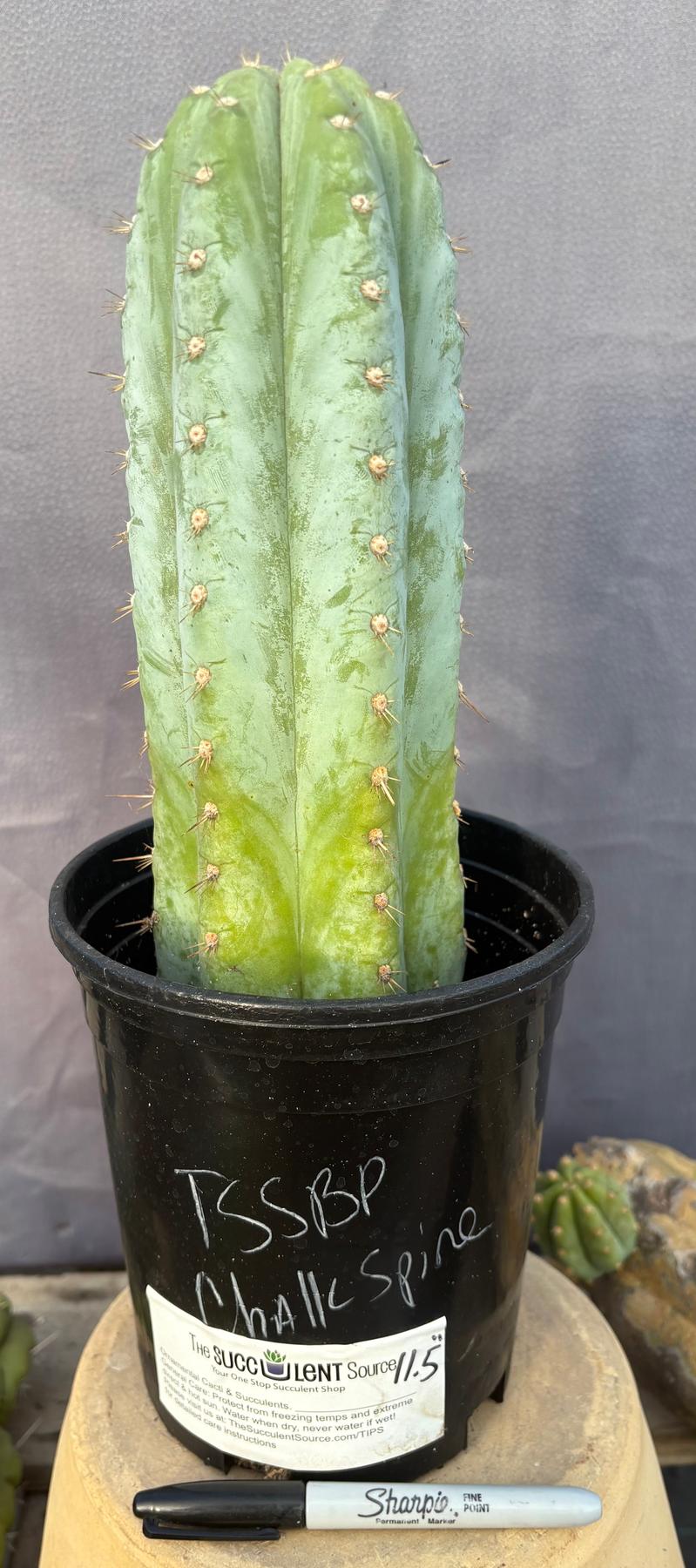 #EC100 EXACT Trichocereus Peruvianus TSSBP Chalk Spine Cactus 11.5”-Cactus - Large - Exact-The Succulent Source