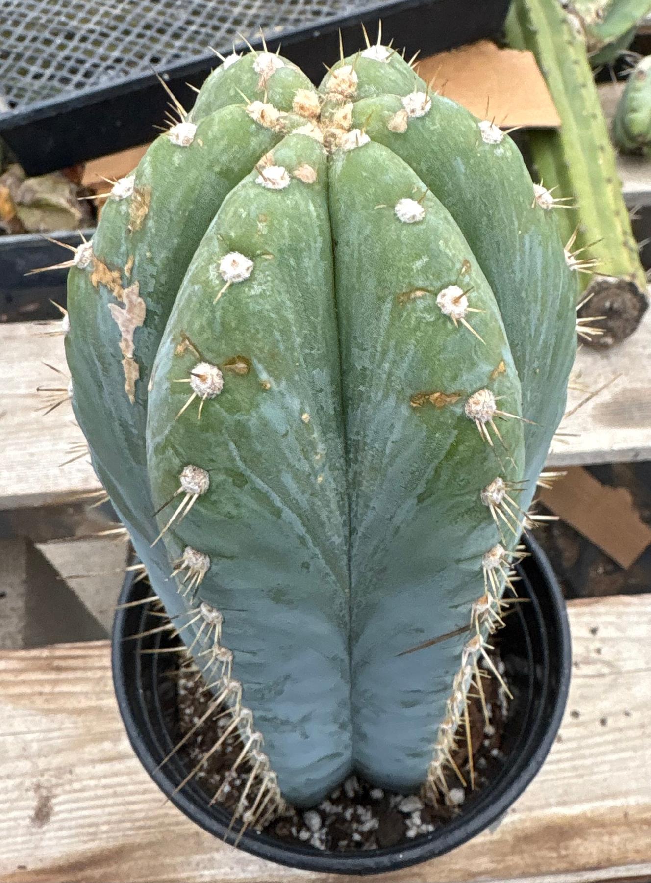 #EC100 EXACT Trichocereus Peruvianus TSSBP Chalk Spine Cactus 12”-Cactus - Large - Exact-The Succulent Source