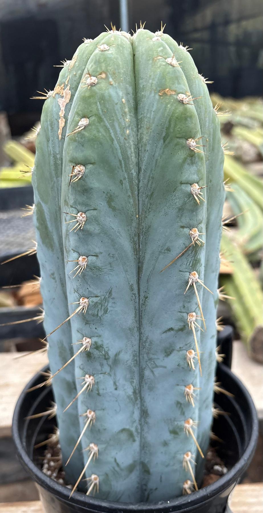 #EC100 EXACT Trichocereus Peruvianus TSSBP Chalk Spine Cactus 12”-Cactus - Large - Exact-The Succulent Source