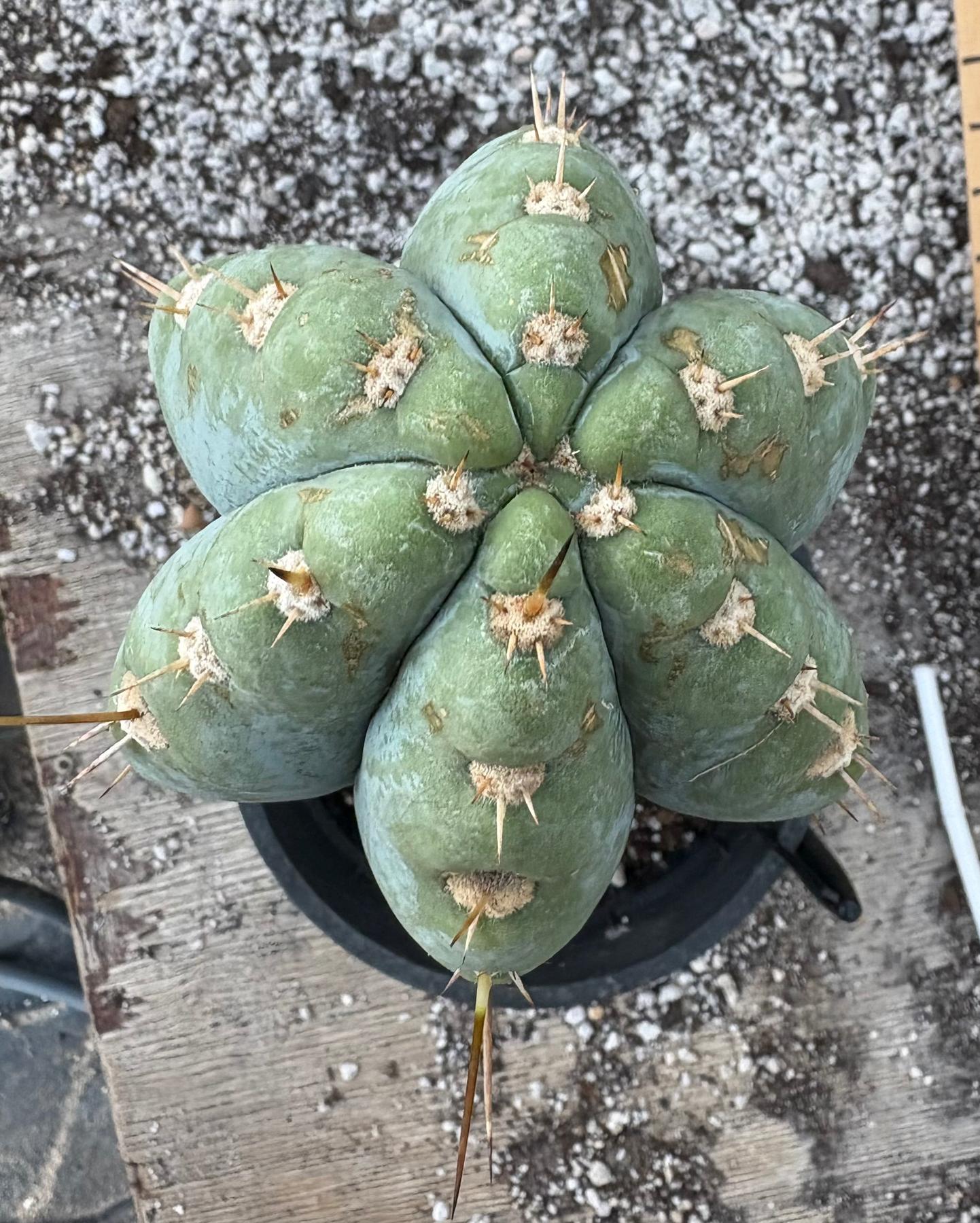 #EC102 EXACT Trichocereus Peruvianus TSSBP Cactus 14.5”-Cactus - Large - Exact-The Succulent Source