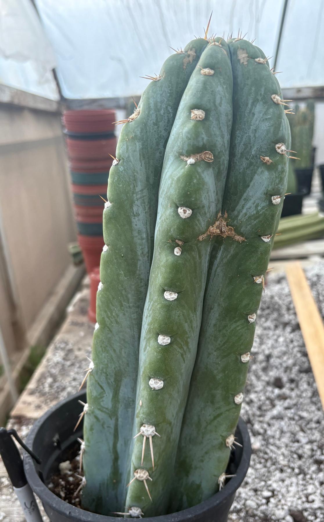 #EC102 EXACT Trichocereus Peruvianus TSSBP Cactus 14.5”-Cactus - Large - Exact-The Succulent Source