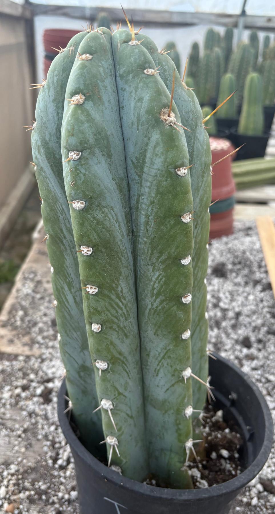 #EC102 EXACT Trichocereus Peruvianus TSSBP Cactus 14.5”-Cactus - Large - Exact-The Succulent Source