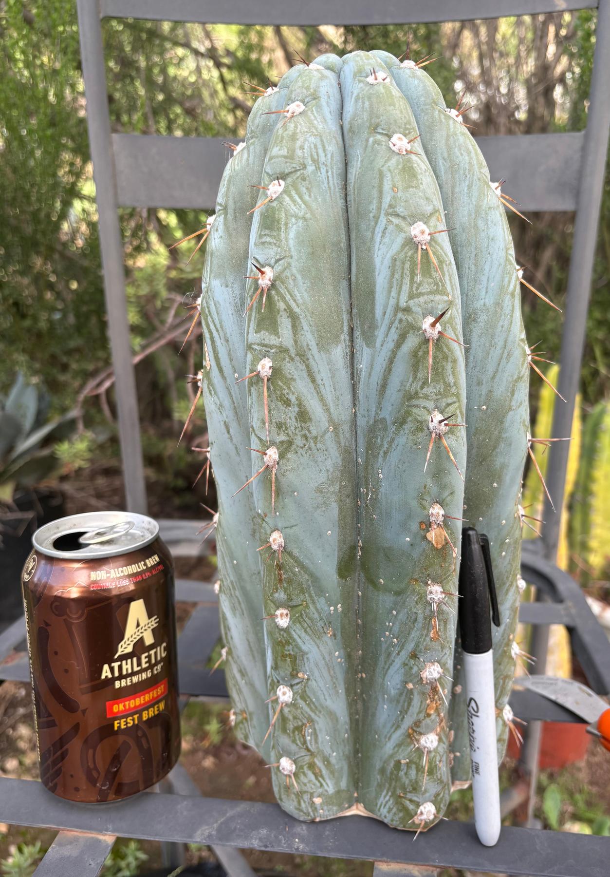 #EC102 EXACT Trichocereus Peruvianus TSSBP TLC Cactus Cutting-Cactus - Large - Exact-The Succulent Source