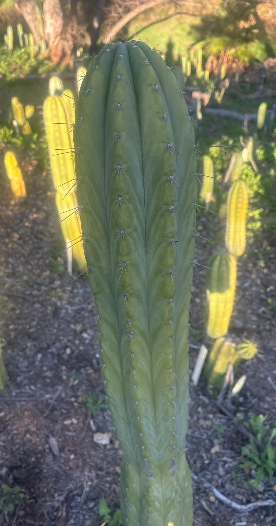 #EC103 Trichocereus Pachanoi “K-Valle” Cactus Cuttings 7-8”-Cactus - Large - Exact-The Succulent Source