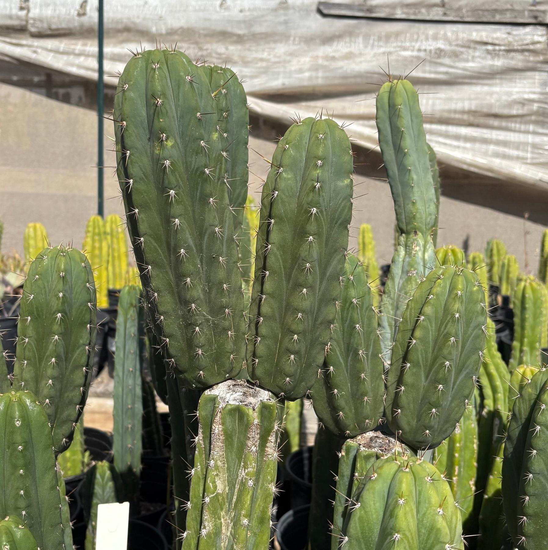 #EC103 Trichocereus Pachanoi “K-Valle” Cactus Cuttings 7-8”-Cactus - Large - Exact-The Succulent Source