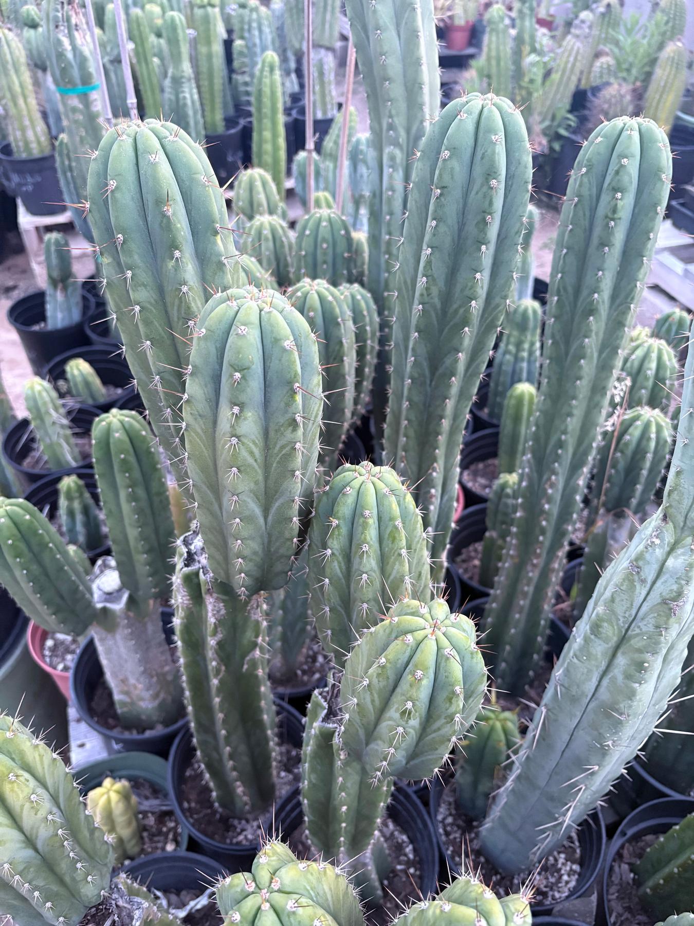 #EC103 Trichocereus Pachanoi “K-Valle” Cactus Cuttings 7-8”-Cactus - Large - Exact-The Succulent Source
